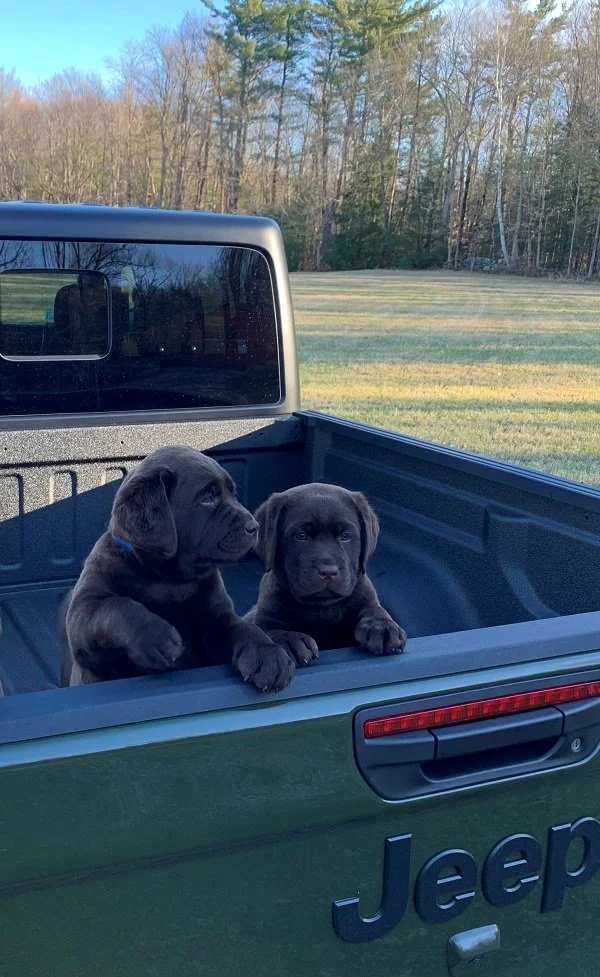 Our Story — Pudding Hill Farm Labradors