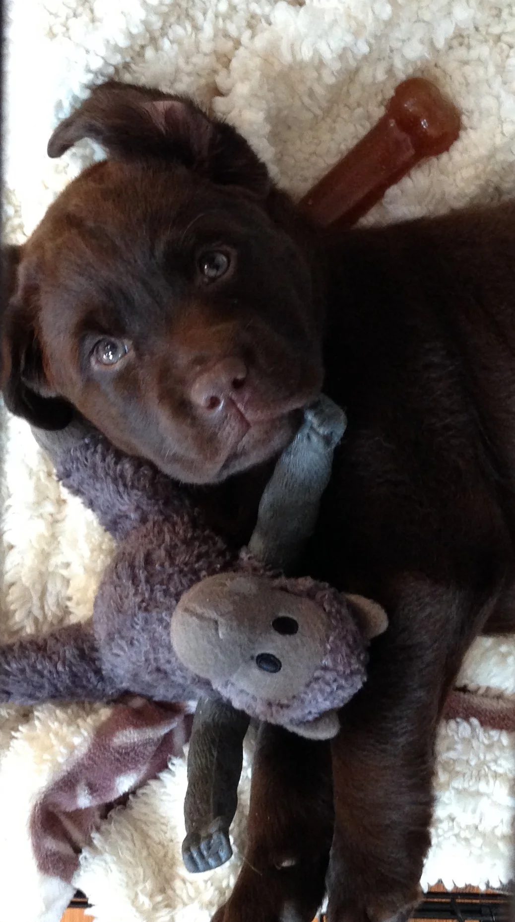 Our Story — Pudding Hill Farm Labradors