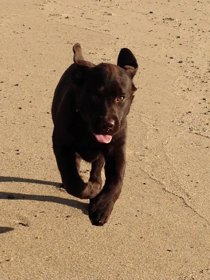 Our Story — Pudding Hill Farm Labradors