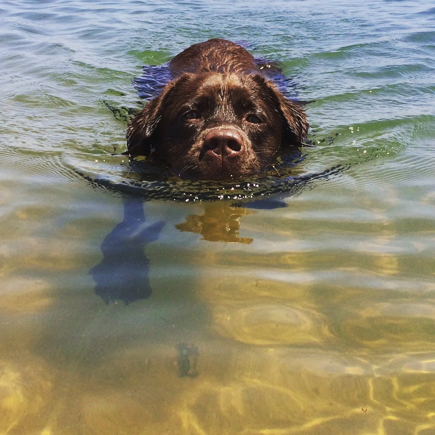 Our Story — Pudding Hill Farm Labradors