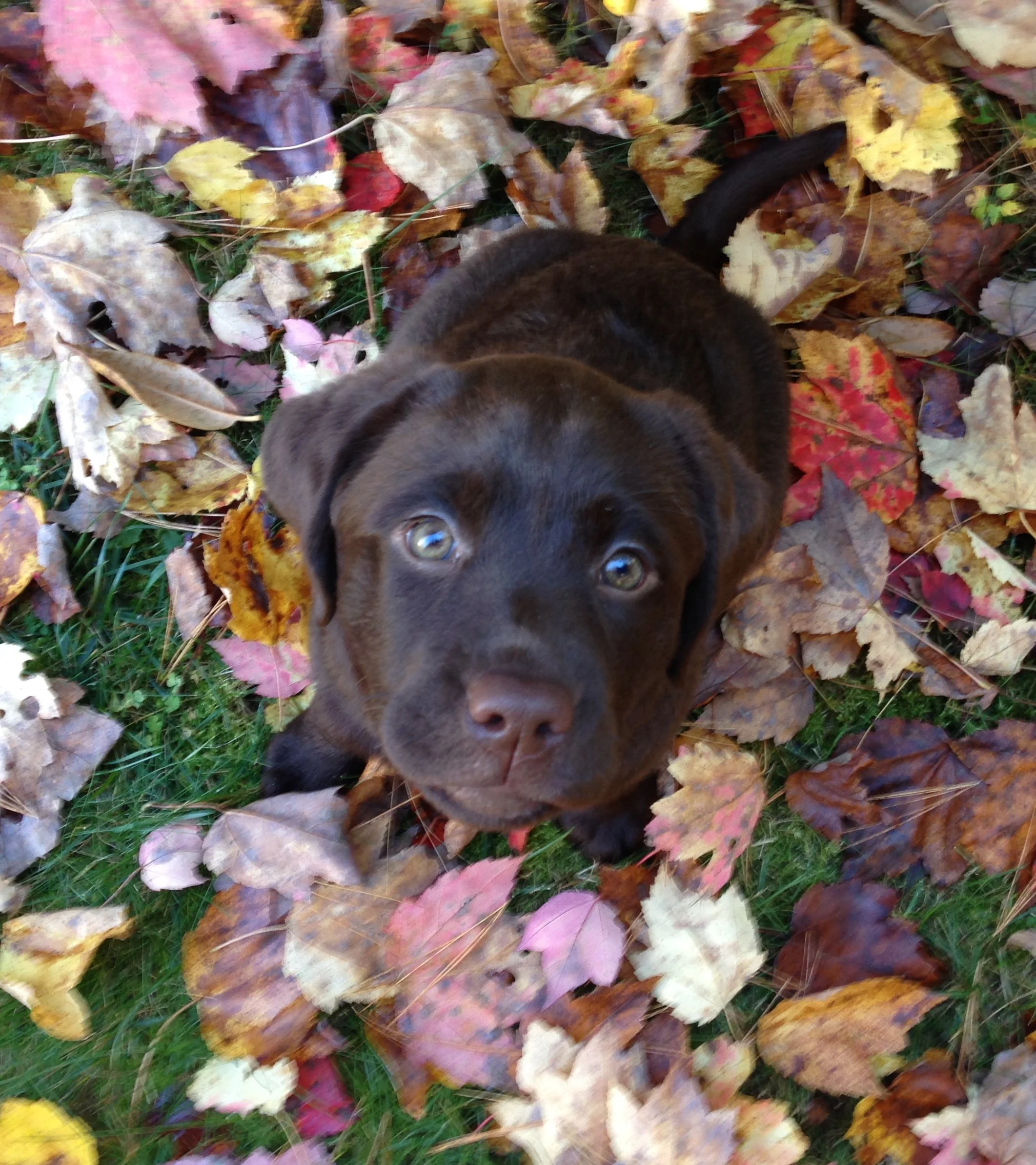 Pudding Hill Farm Labradors