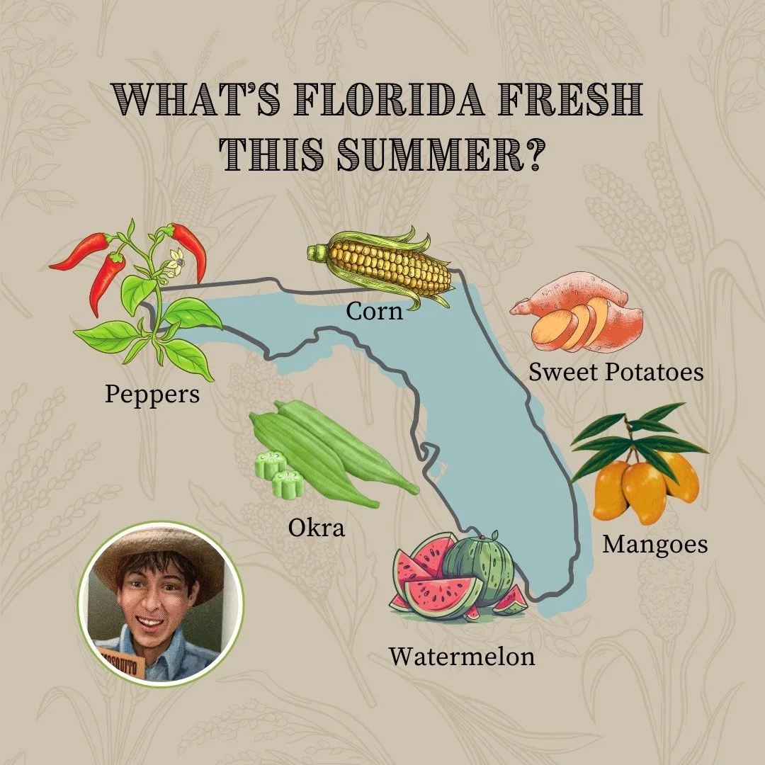 Florida's gardens stand out because, for many local growers, summer is actually the off-season. The intense summer sun in Florida challenges traditional crops that thrive in the cooler environments of northern gardens. From sweet corn to juicy mangoe
