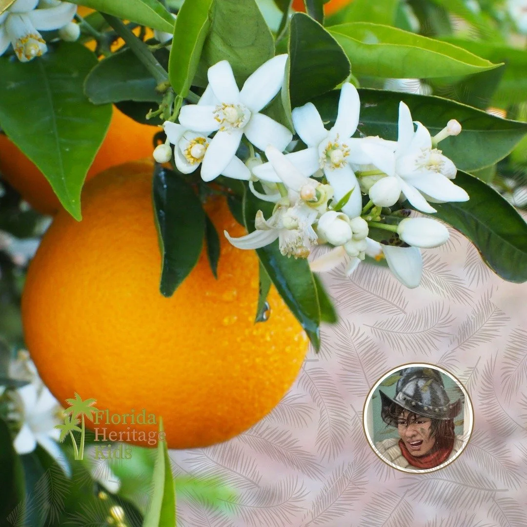 Did you know that Florida is known as the Sunshine State? It's also famous for its delicious oranges! The Spanish first brought oranges, cattle, and pigs to Florida in the 16th century - and our state is still a major producer of beef and oranges!
ㅤ
