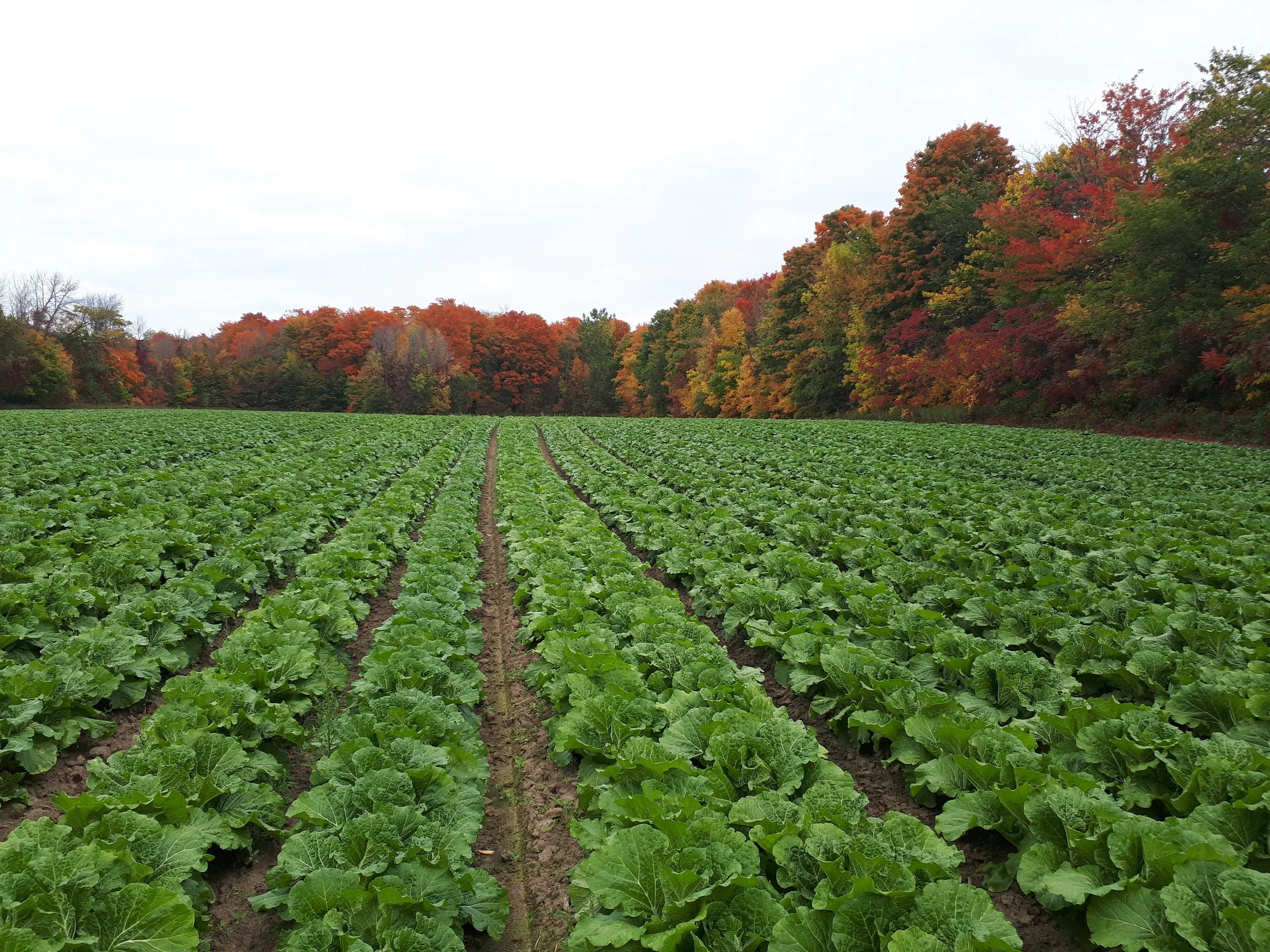 Are Asian Vegetables Profitable? Why More U.S. Farmers Are Growing Specialty Crops