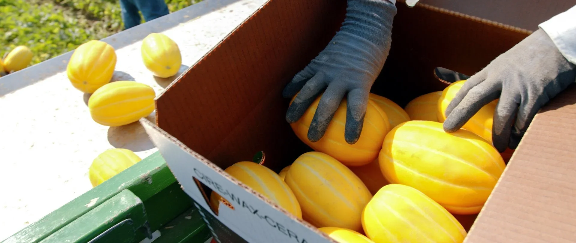 How to Grow Korean Melon in the Southeast: 