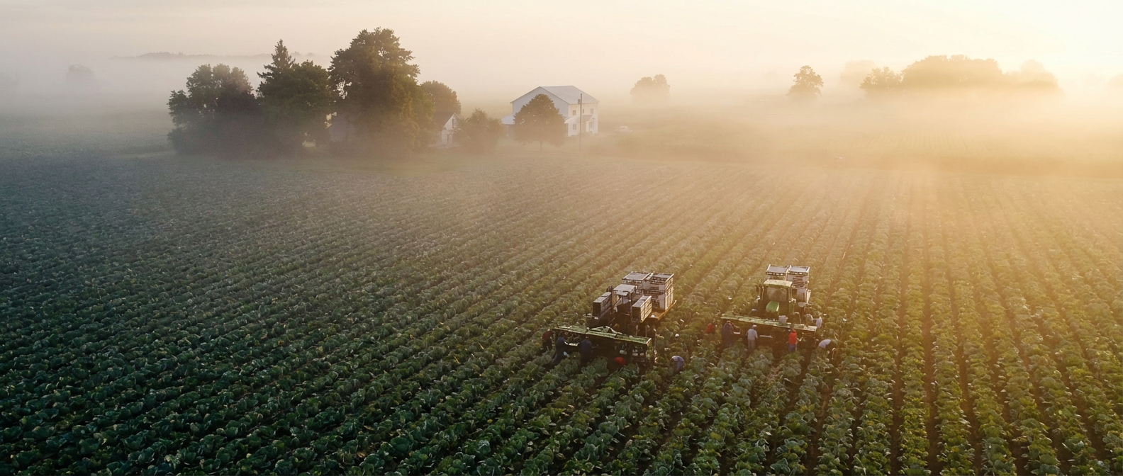 direct to market asian vegetable sales