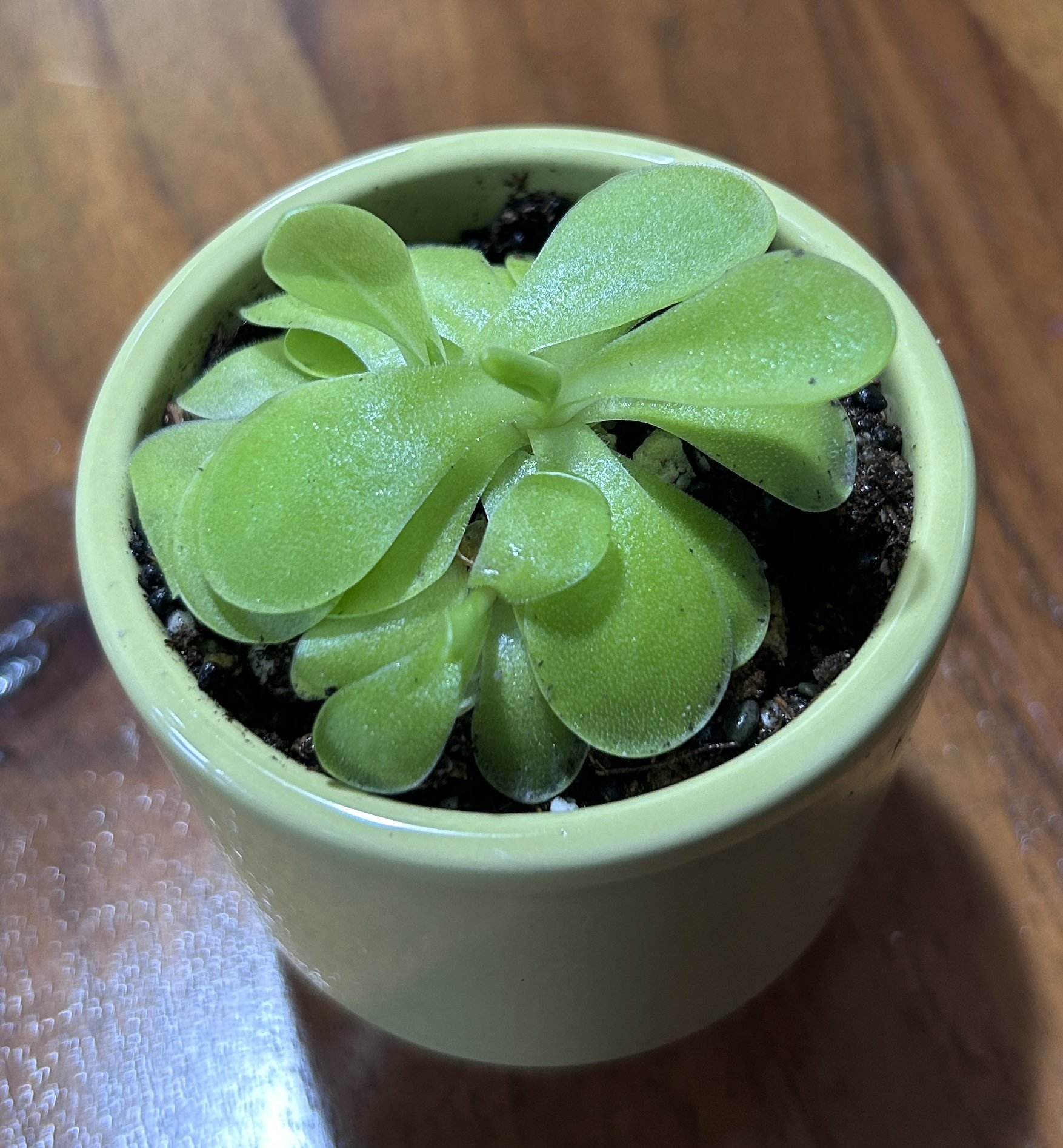 Butterwort(pingicula gigantea) #1