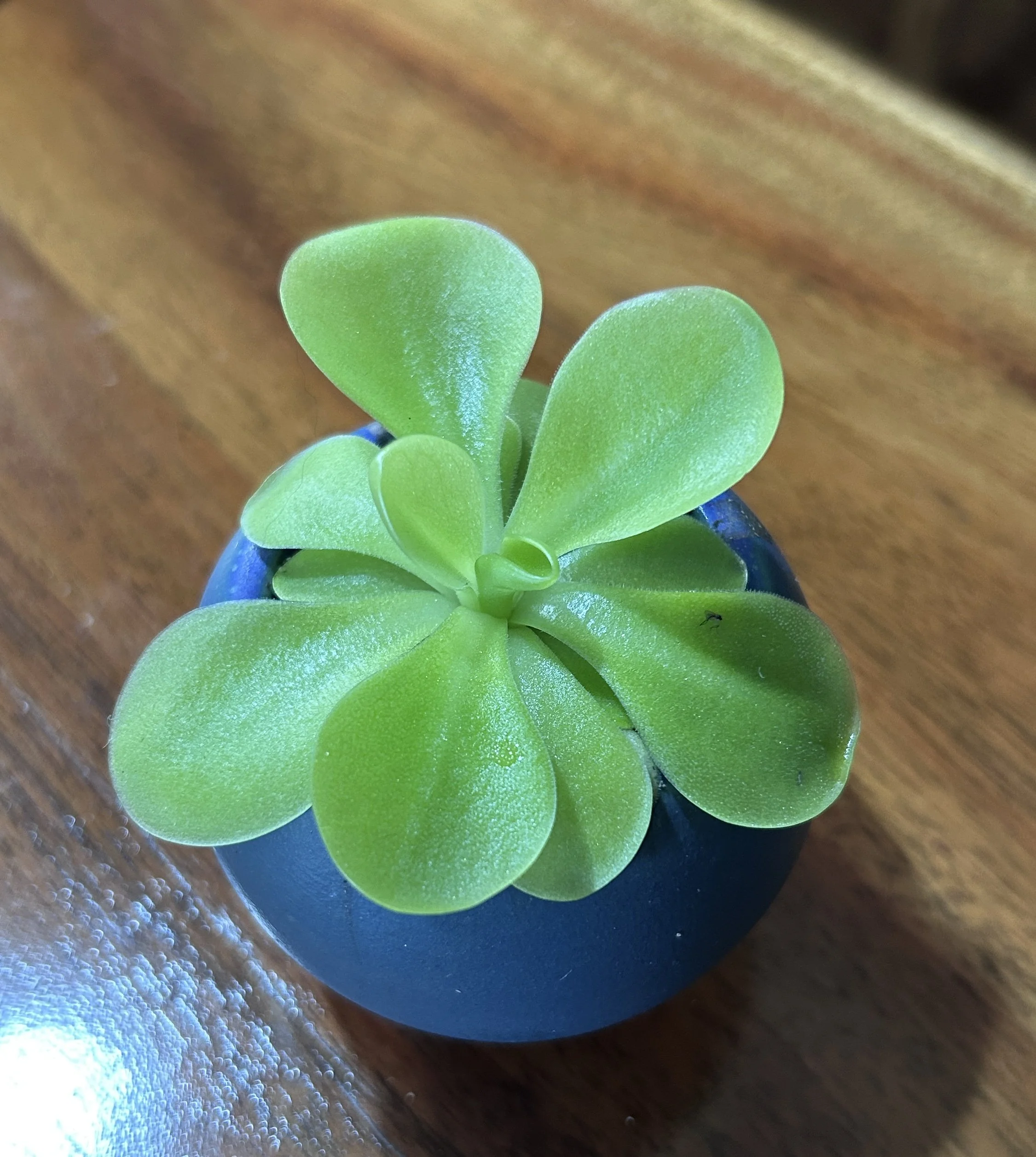 Butterwort(pingicula gigantea) #3