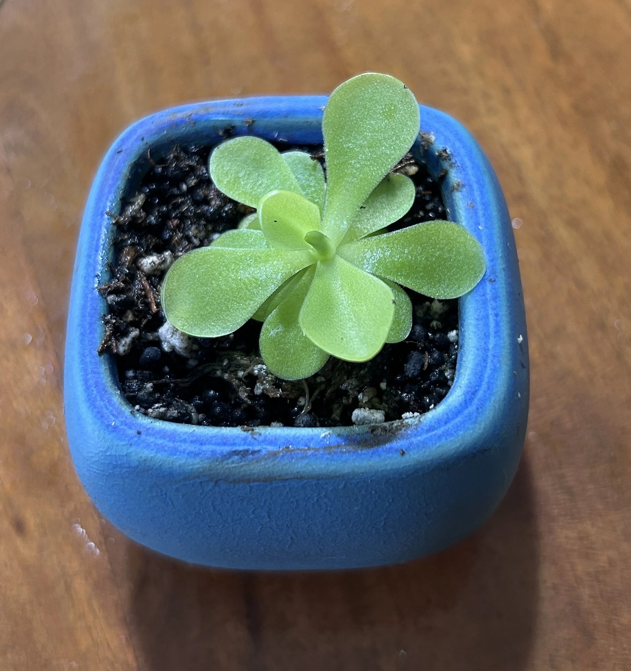 Butterwort(pingicula gigantea) #7