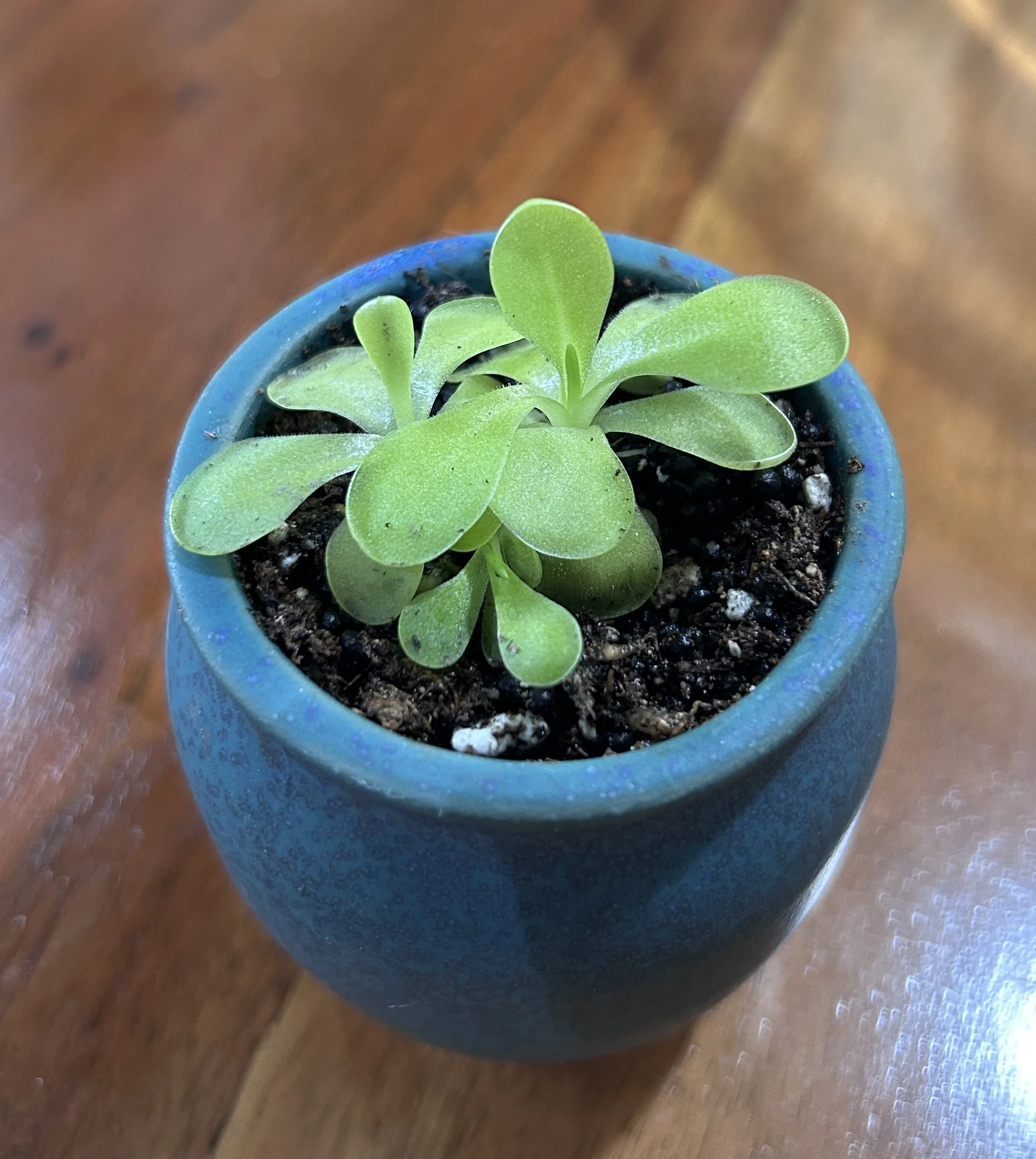 Butterwort(pingicula gigantea) #6
