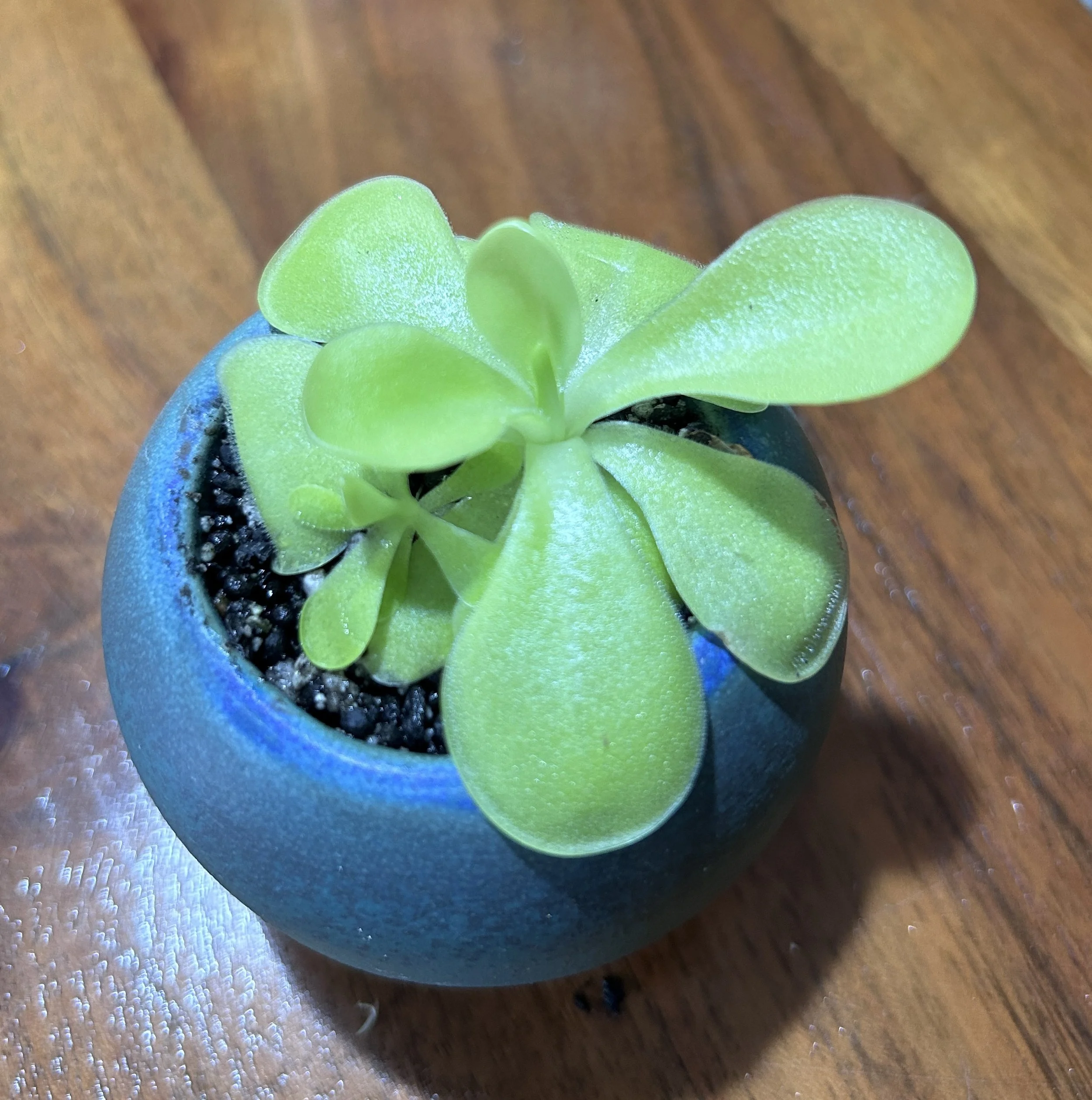 Butterwort(pingicula gigantea) #5