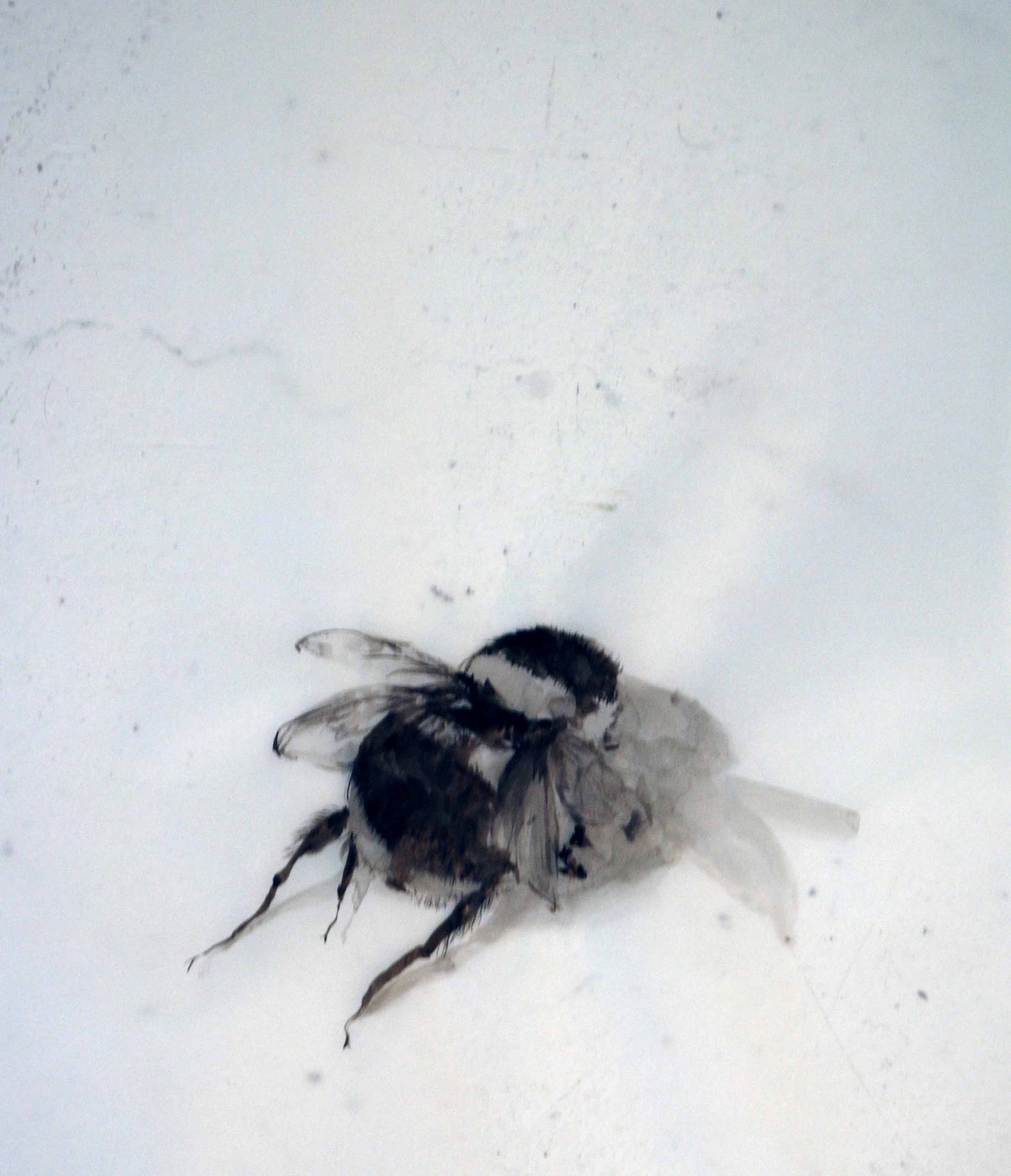 Bee No.36