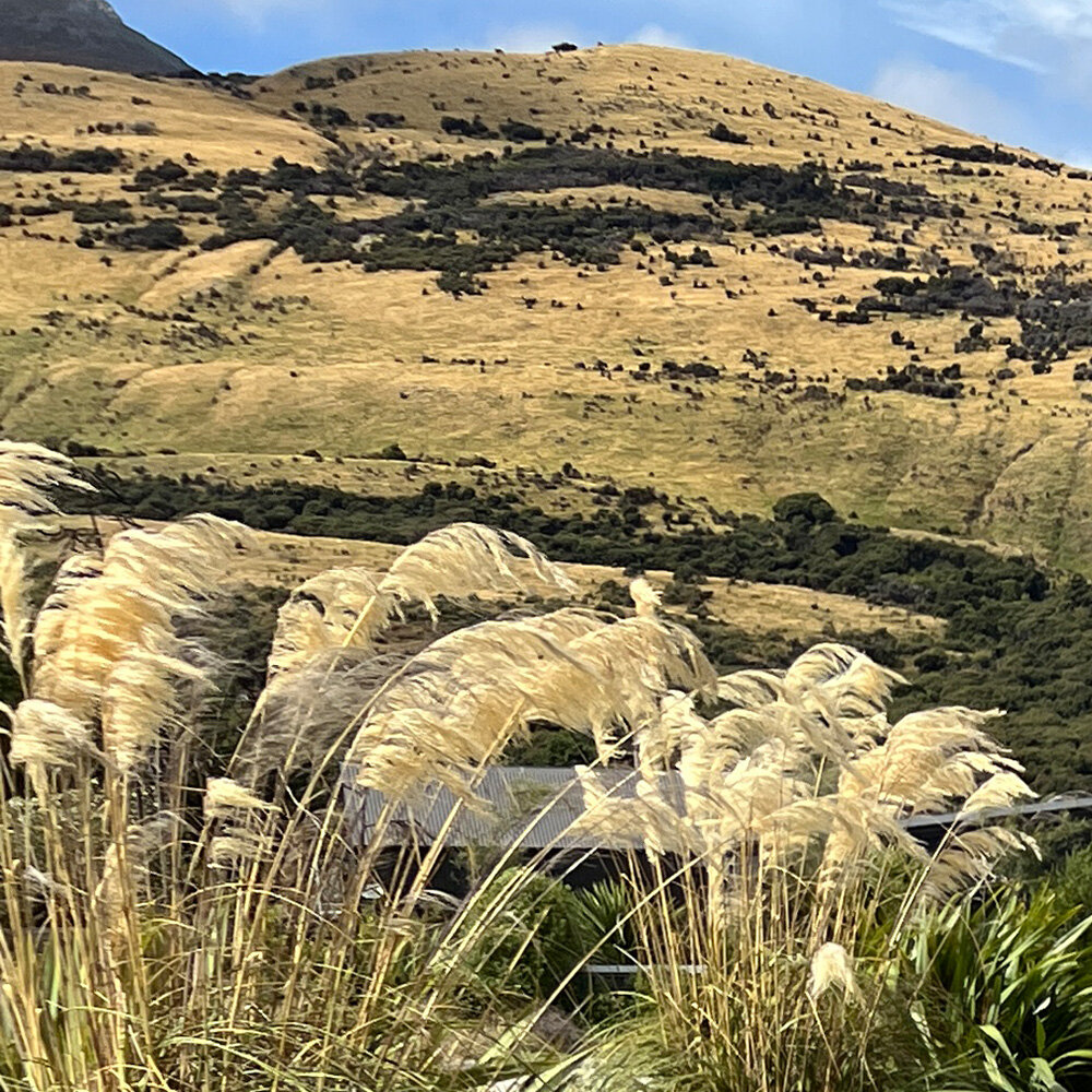 Our landscaping at The Headwaters Eco Lodge in Glenorchy has matured beautifully over the years.