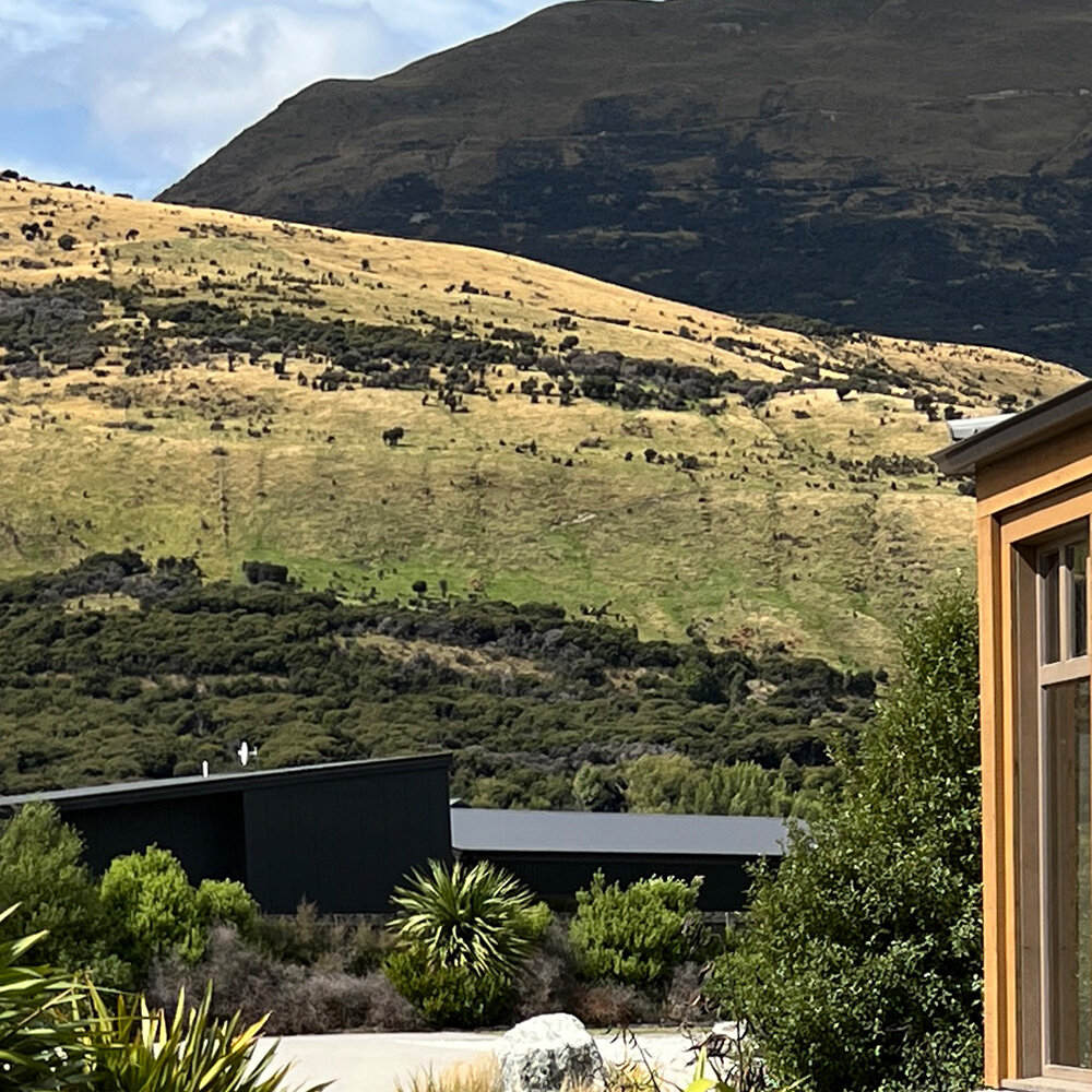 Our landscaping at The Headwaters Eco Lodge in Glenorchy has matured beautifully over the years.
