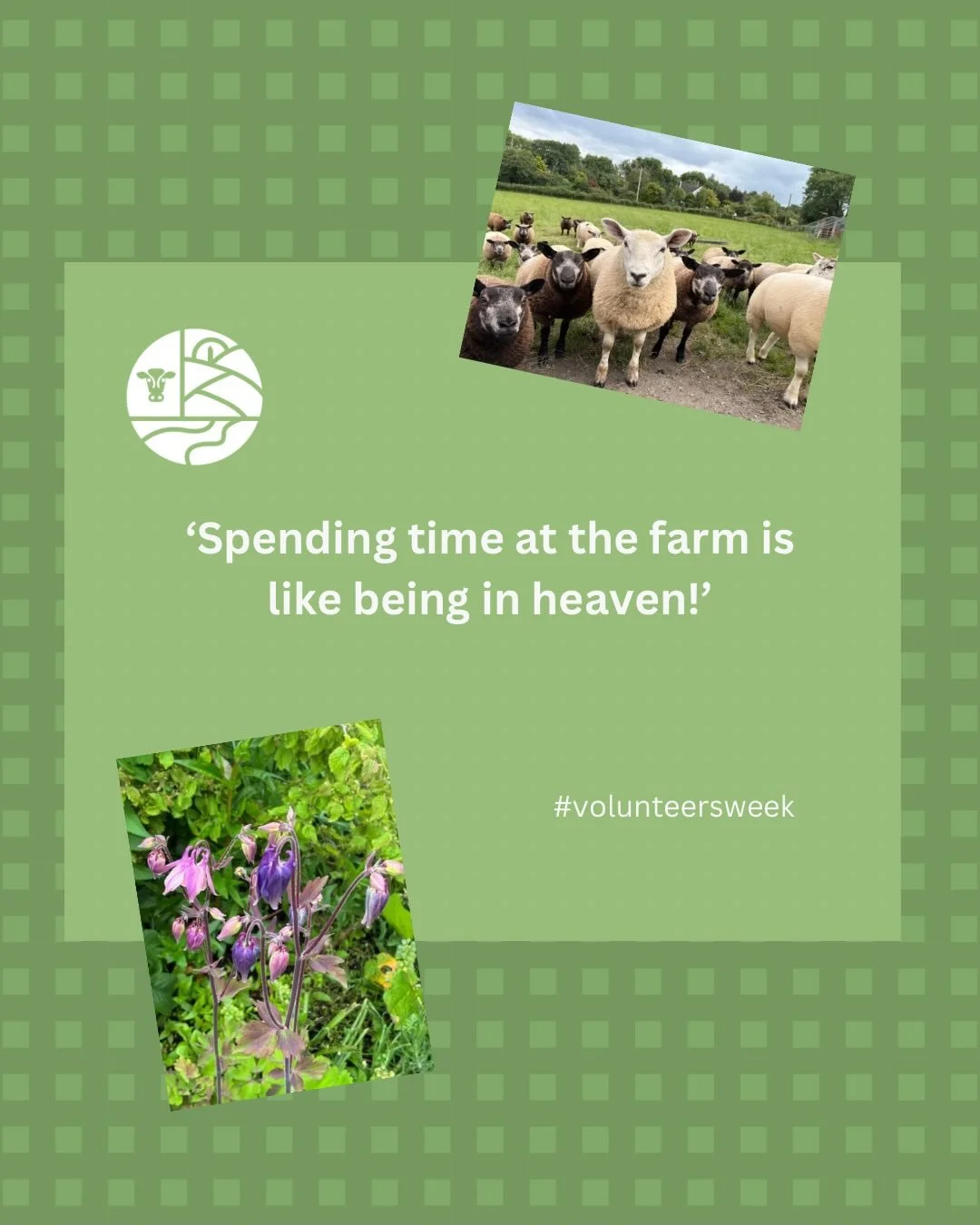 A beautiful morning welcoming our friends from the Suitcase Project. They were overwhelmed by the rolling drumlins of County Down. When you consider volunteering there is no age limit - young and old working together. Today our youngest volunteer vis