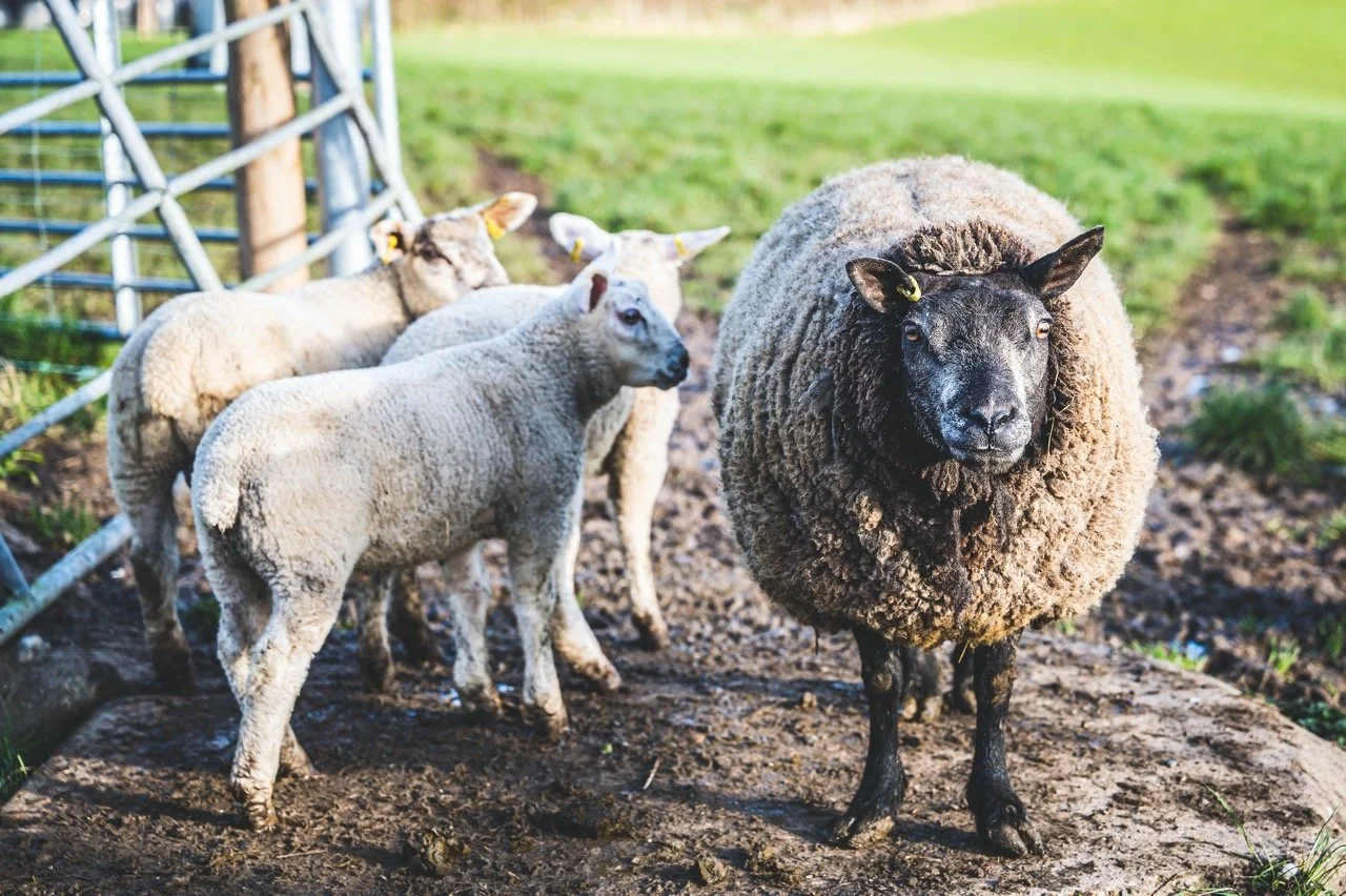 Glenside Farm
