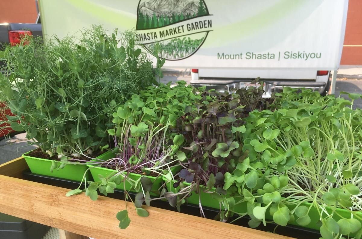 Featured Vendor: Adam Varco, Shasta Market Garden, Mt. Shasta, CA
This is Adam Varcoe's 3rd year at the Mount Shasta Farmers' Market and he puts the local in local food.

Shasta Market Gardens is .02 miles away, merely a 3-minute walk from his stall 