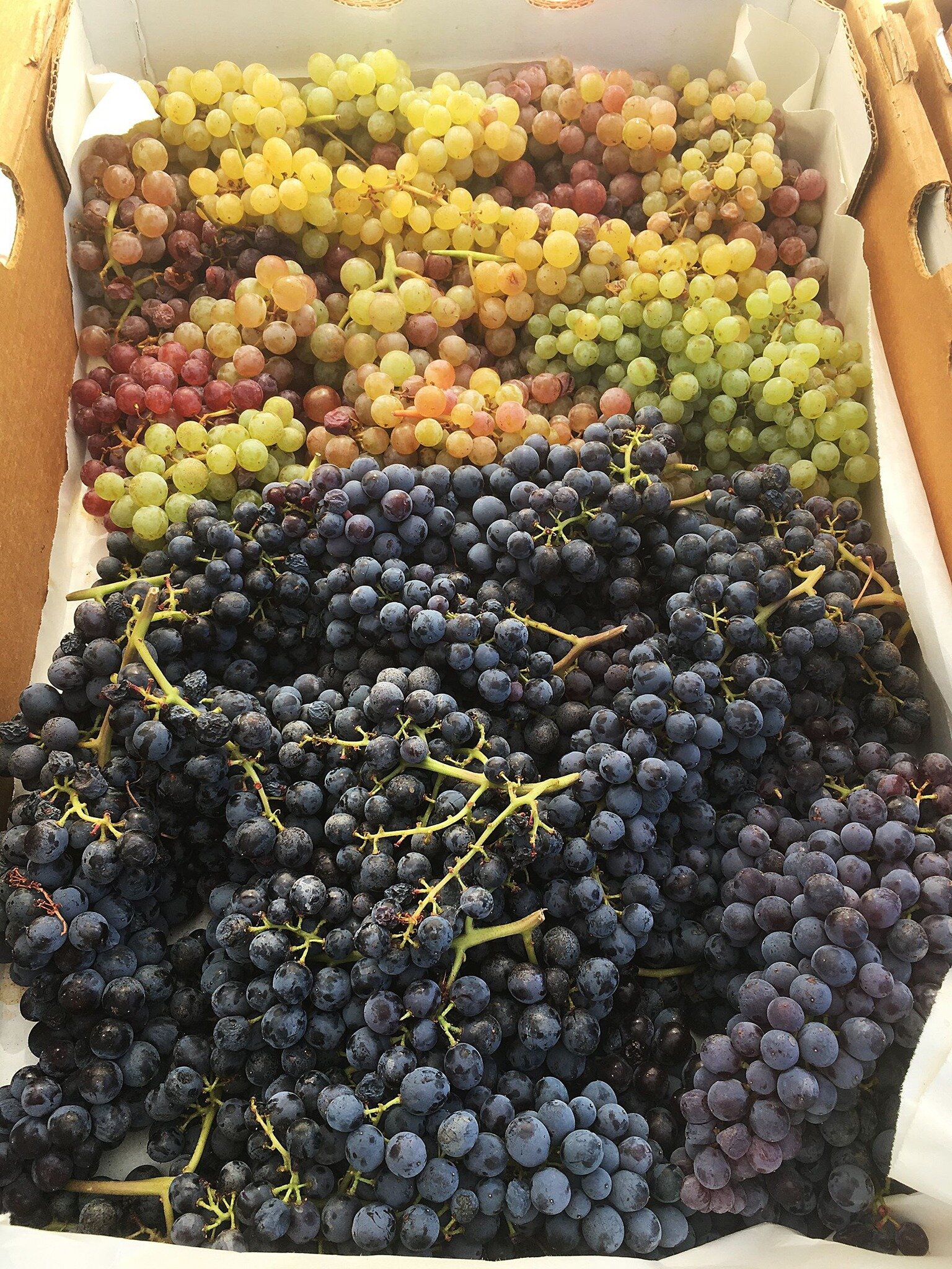 Join us on Monday for a grape time 😄🍇 at the Mount Shasta Farmers' Market in downtown Mount Shasta from 3:30- 6:00pm. 
Shop local for fresh food, enjoy live music, use your EBT and CalFresh, support local makers and the beginning of the fall season