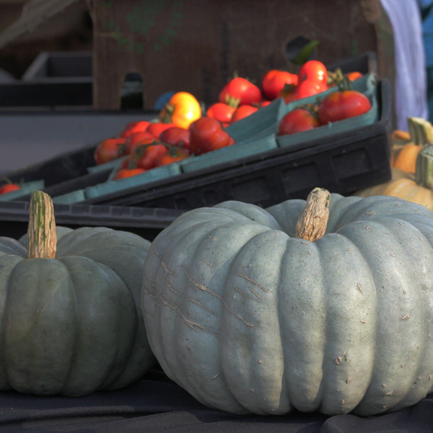 Good Gourd!

There are 3 markets left in the 2023 season. You don't want to miss out on the freshest produce in Mount Shasta. 
See you on Monday, 10/2 &ndash; 3:30-6:00 pm.