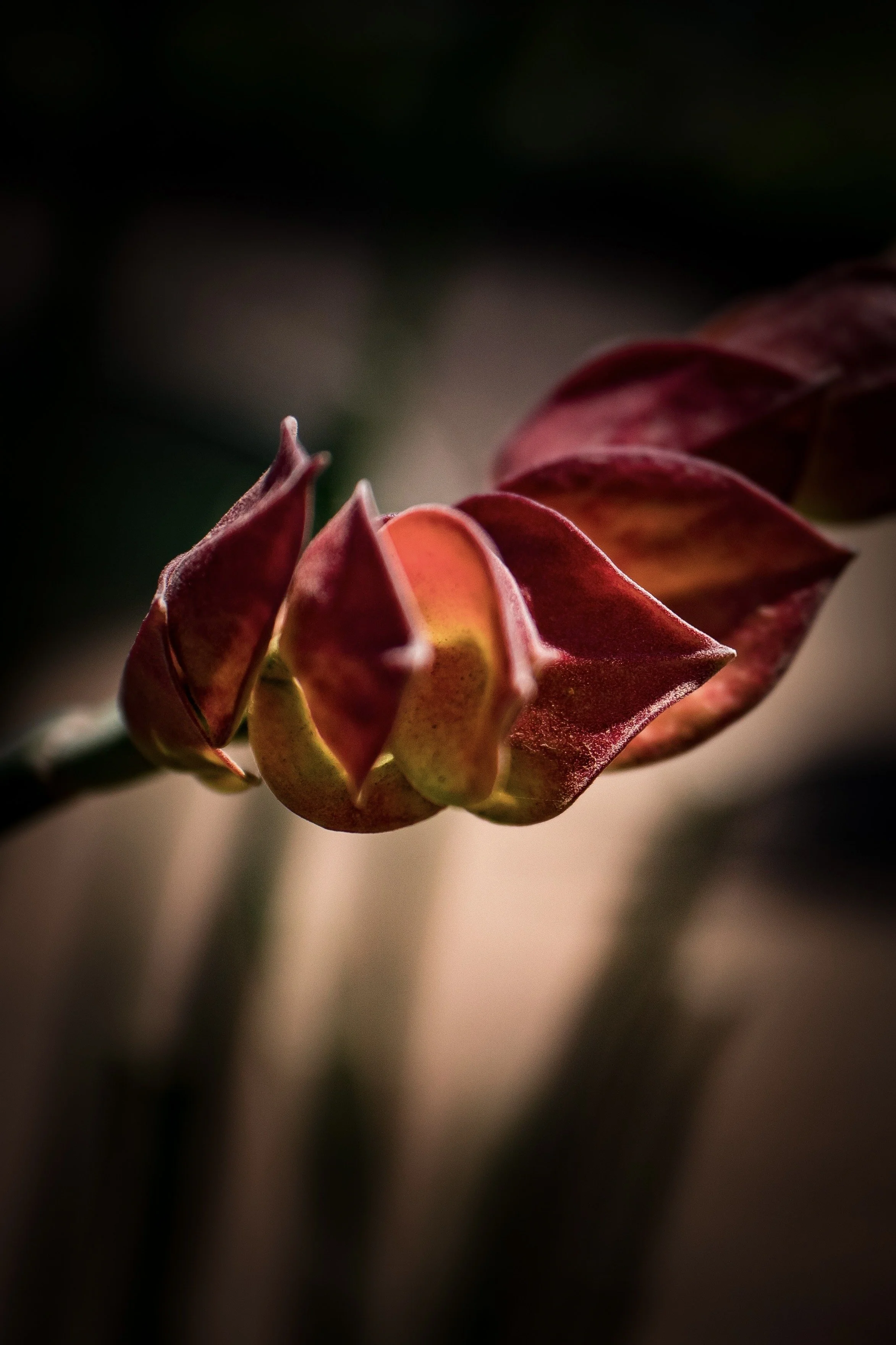IMG_4512.jpeg