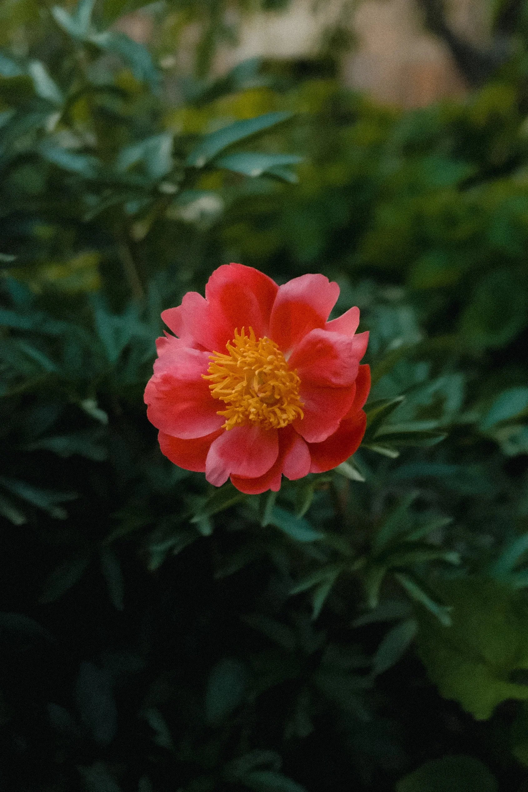 DSCF0047.jpeg
