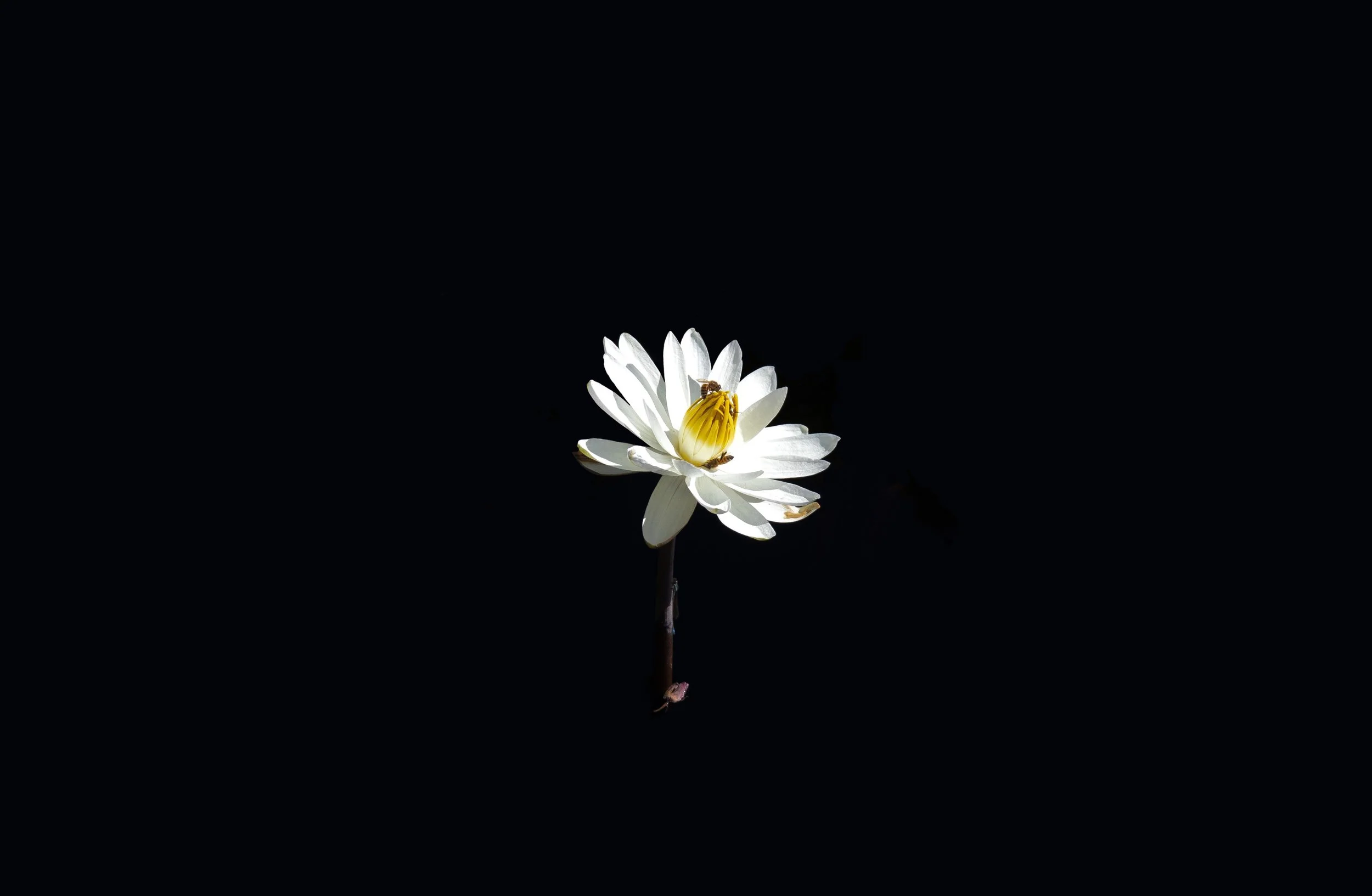 IMG_0938.jpeg