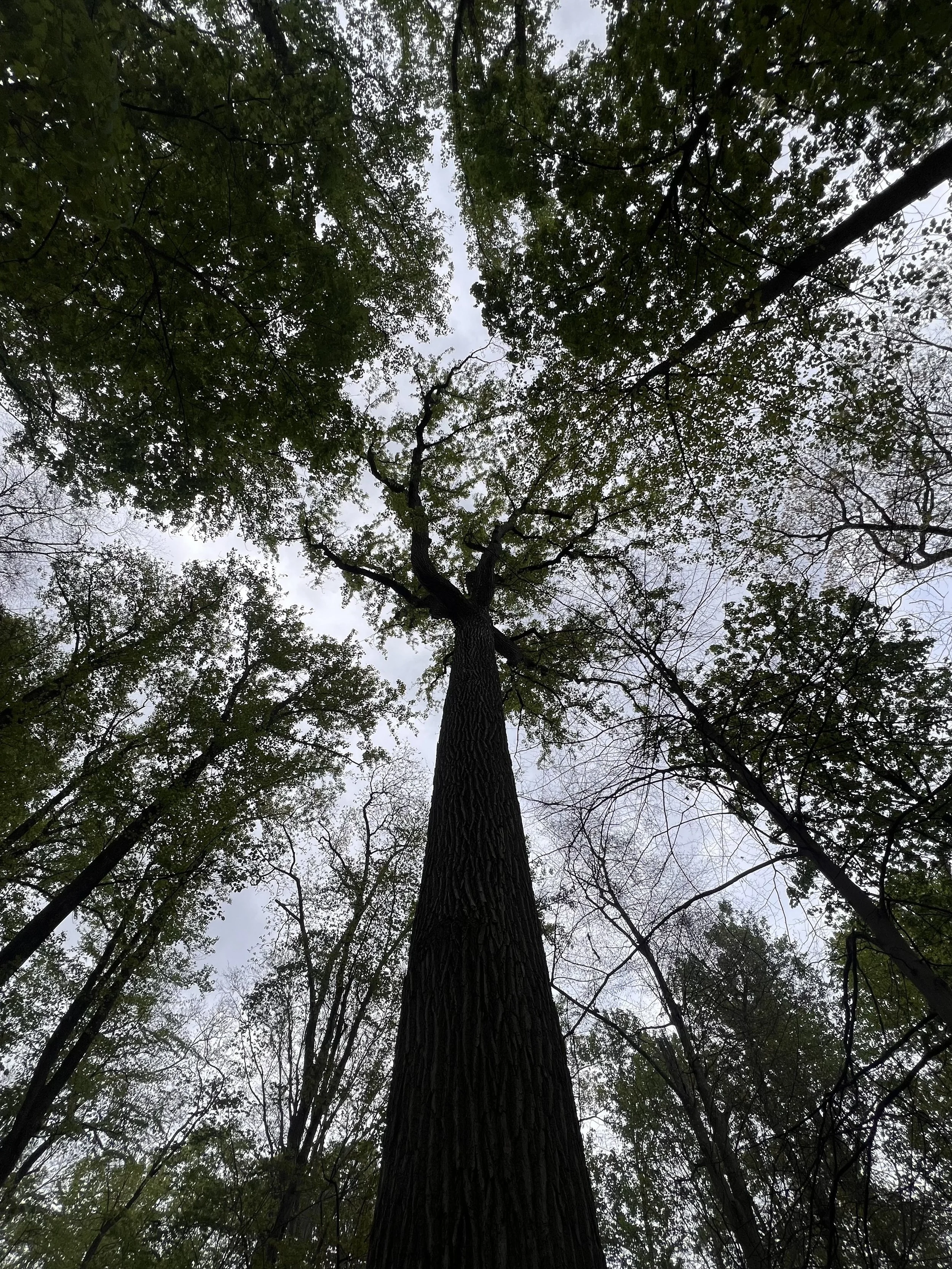 Rooted: A Small Beginning
