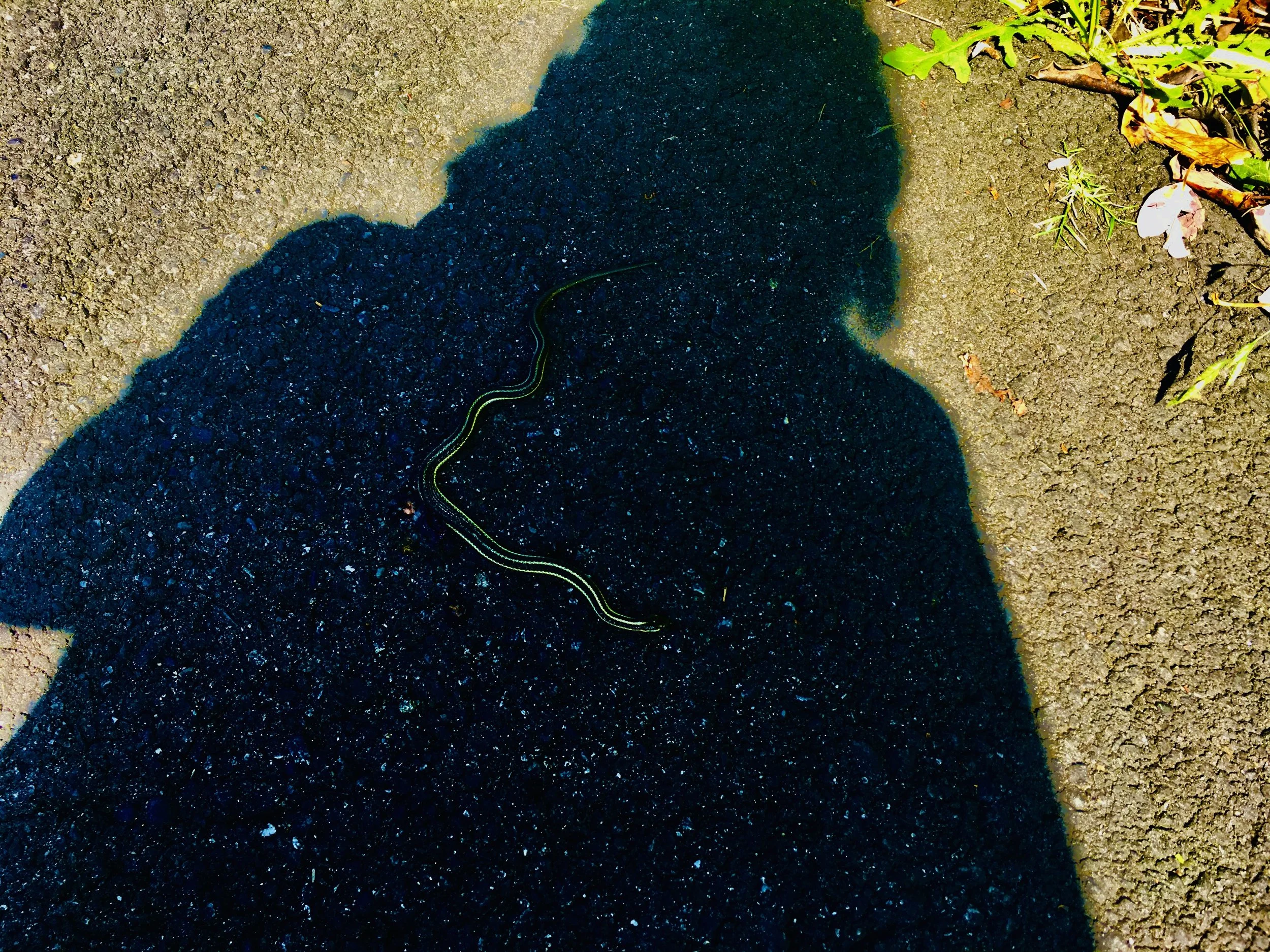 The Shadow Knows
