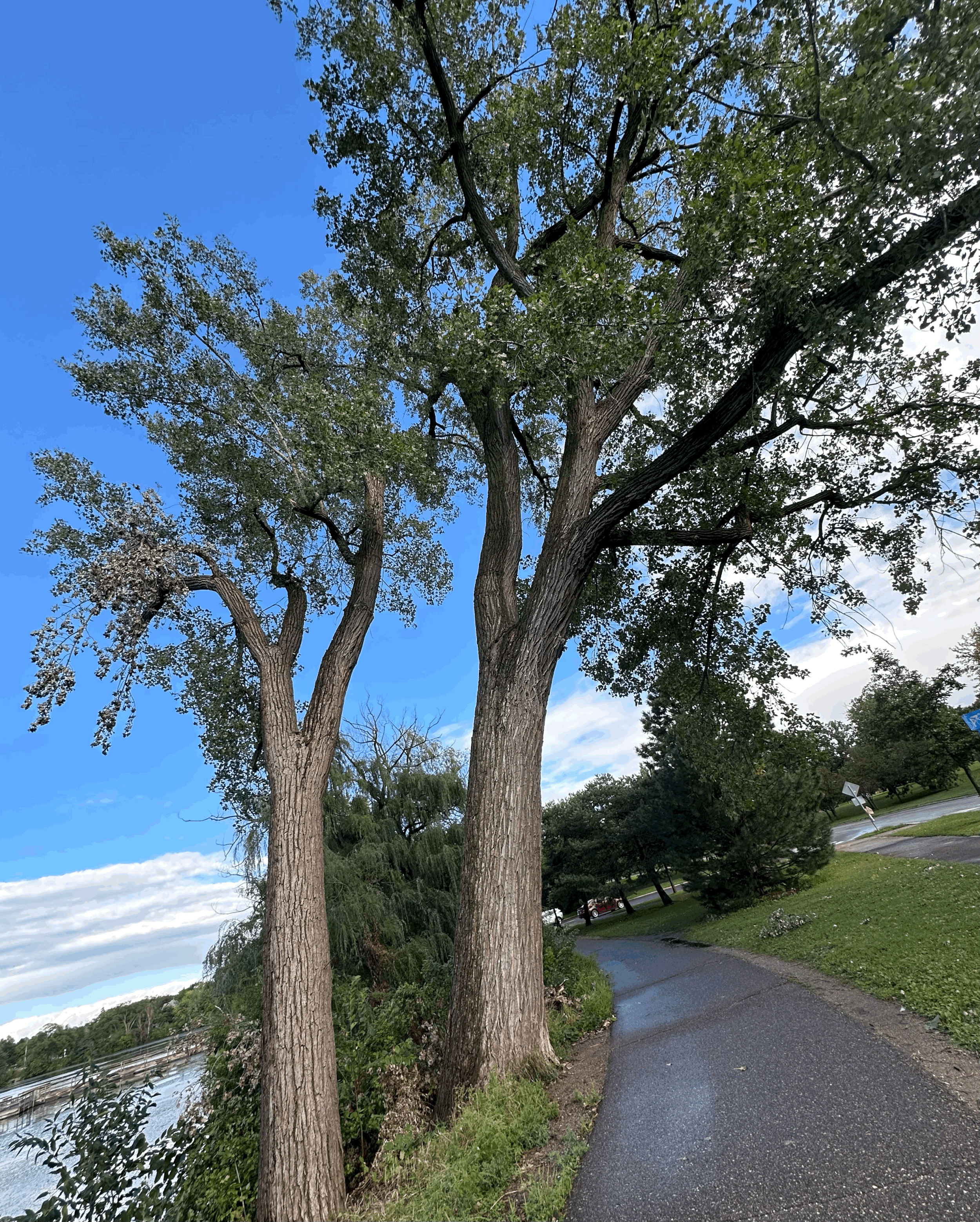 Rooted Rootlessness