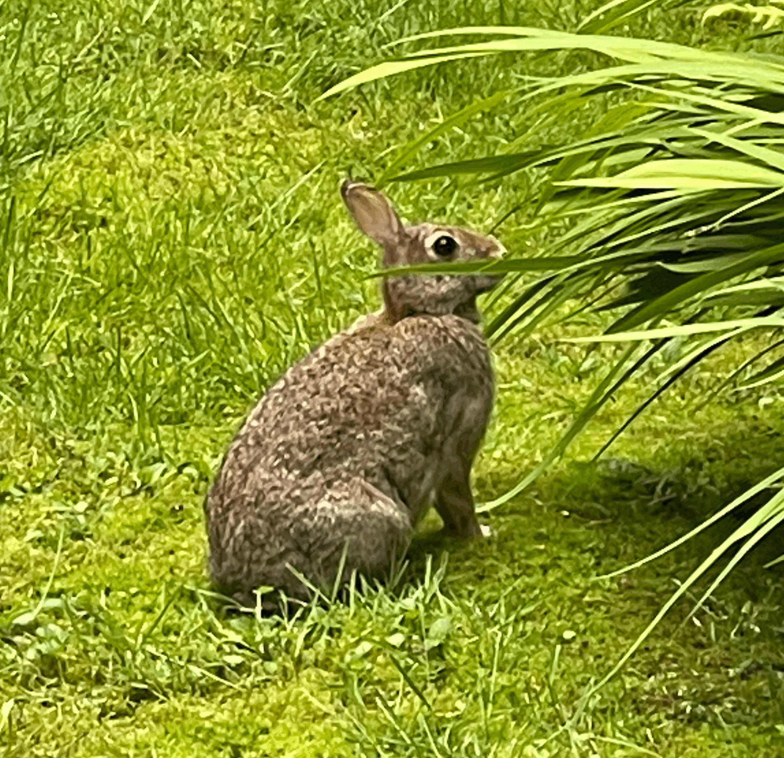 Wake Up You Sleepy Heads!: Channeling Rabbit Energy