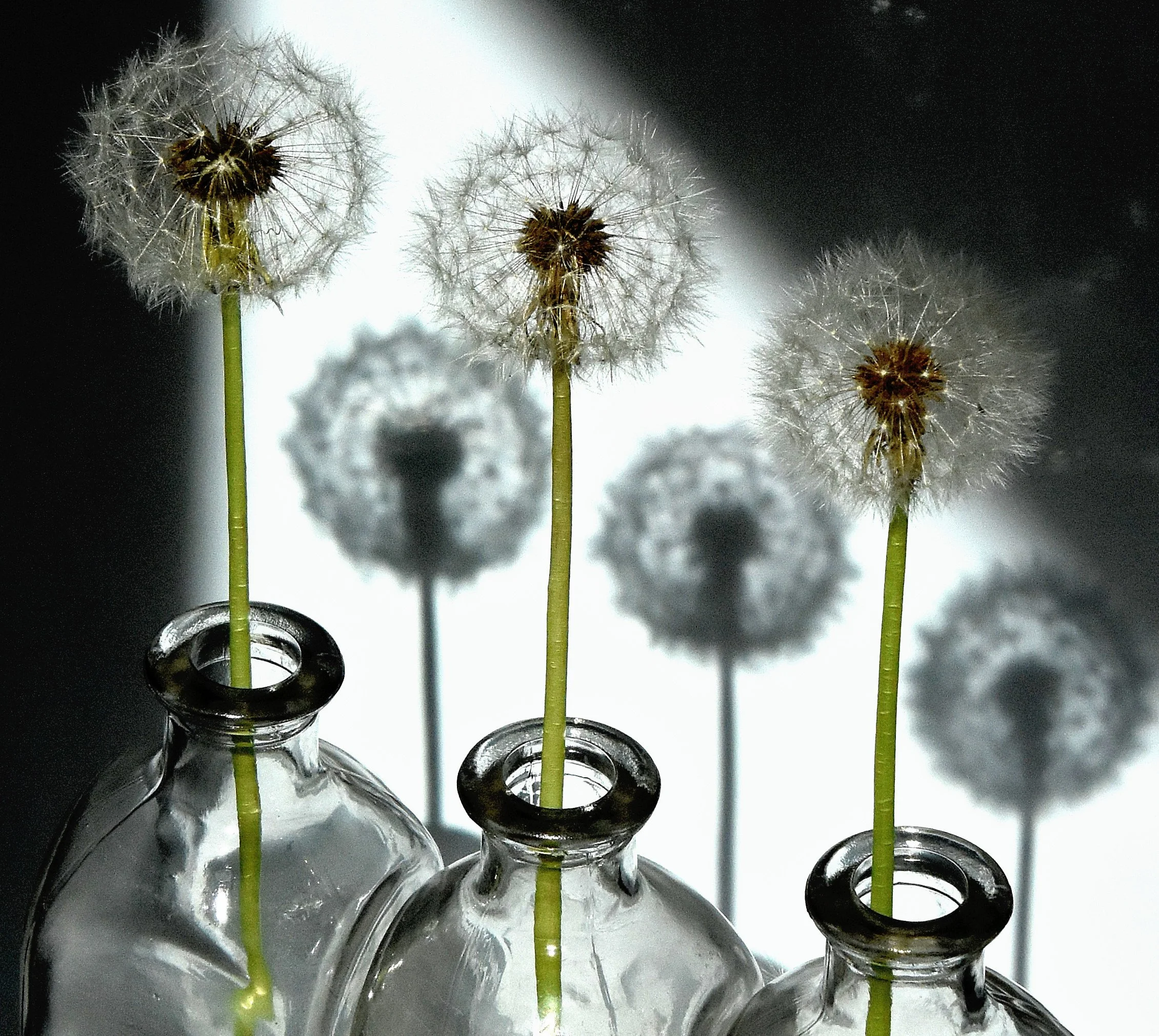 Dandilions