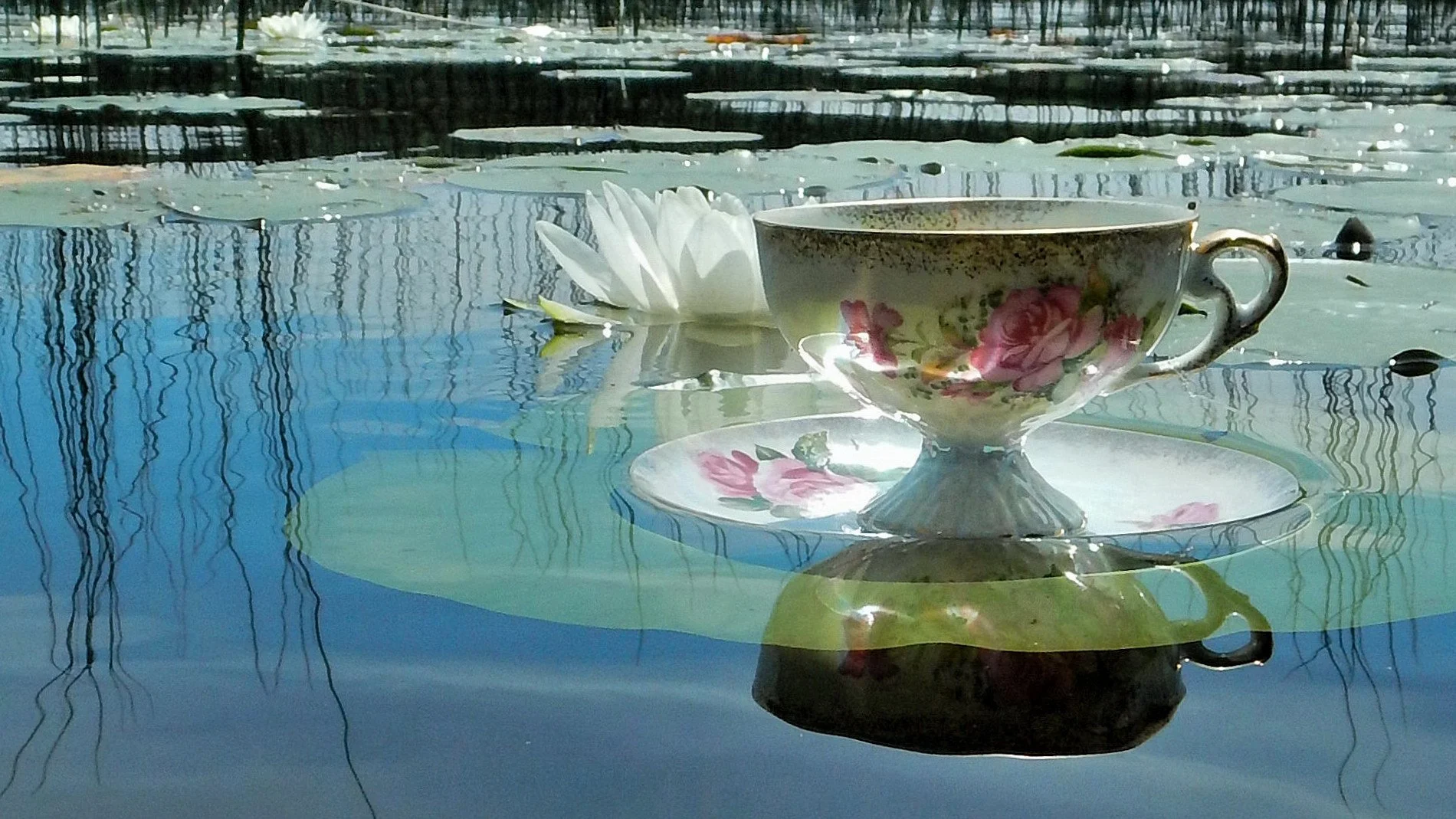 Teacup - Lilypad