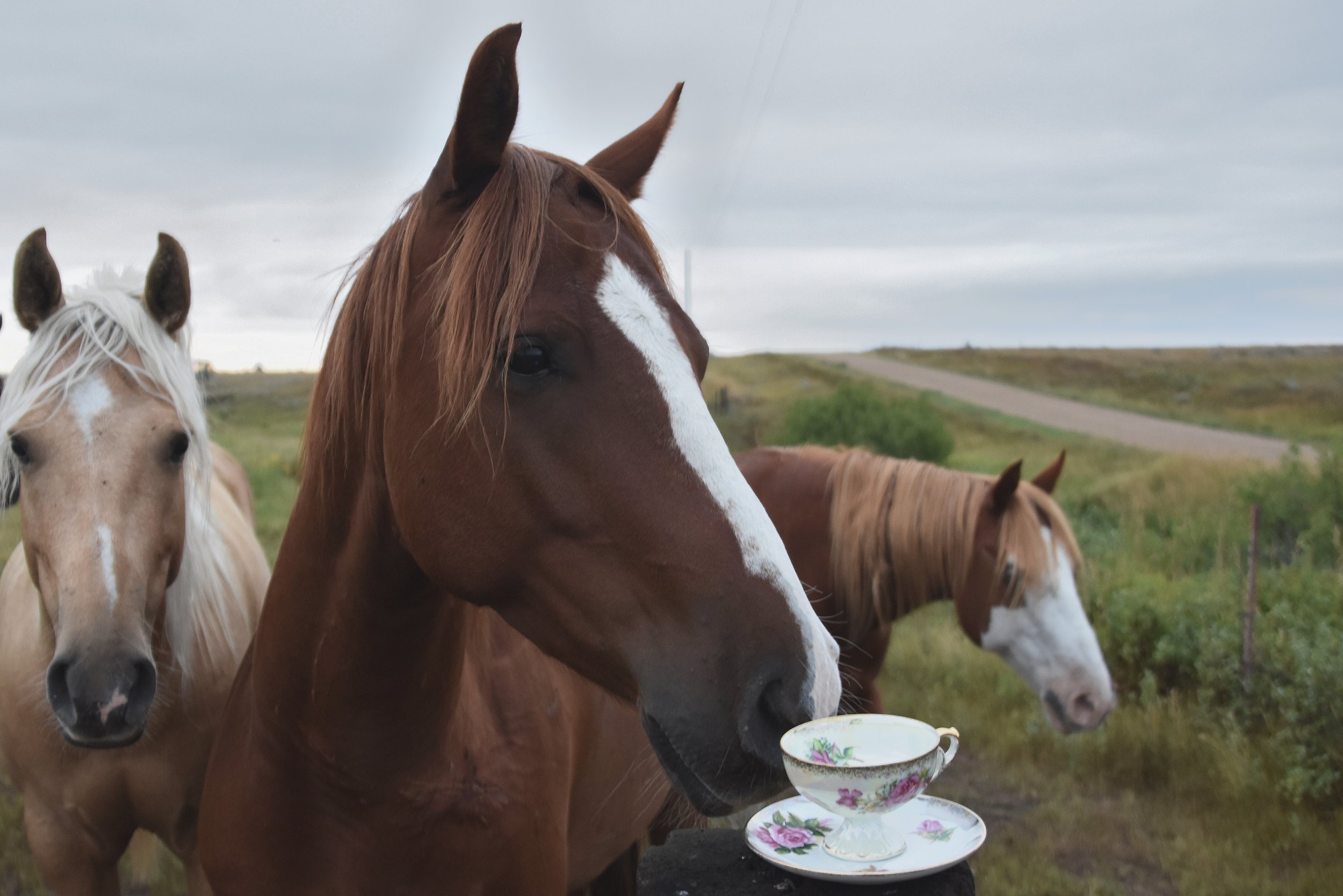 Teacup - Horse