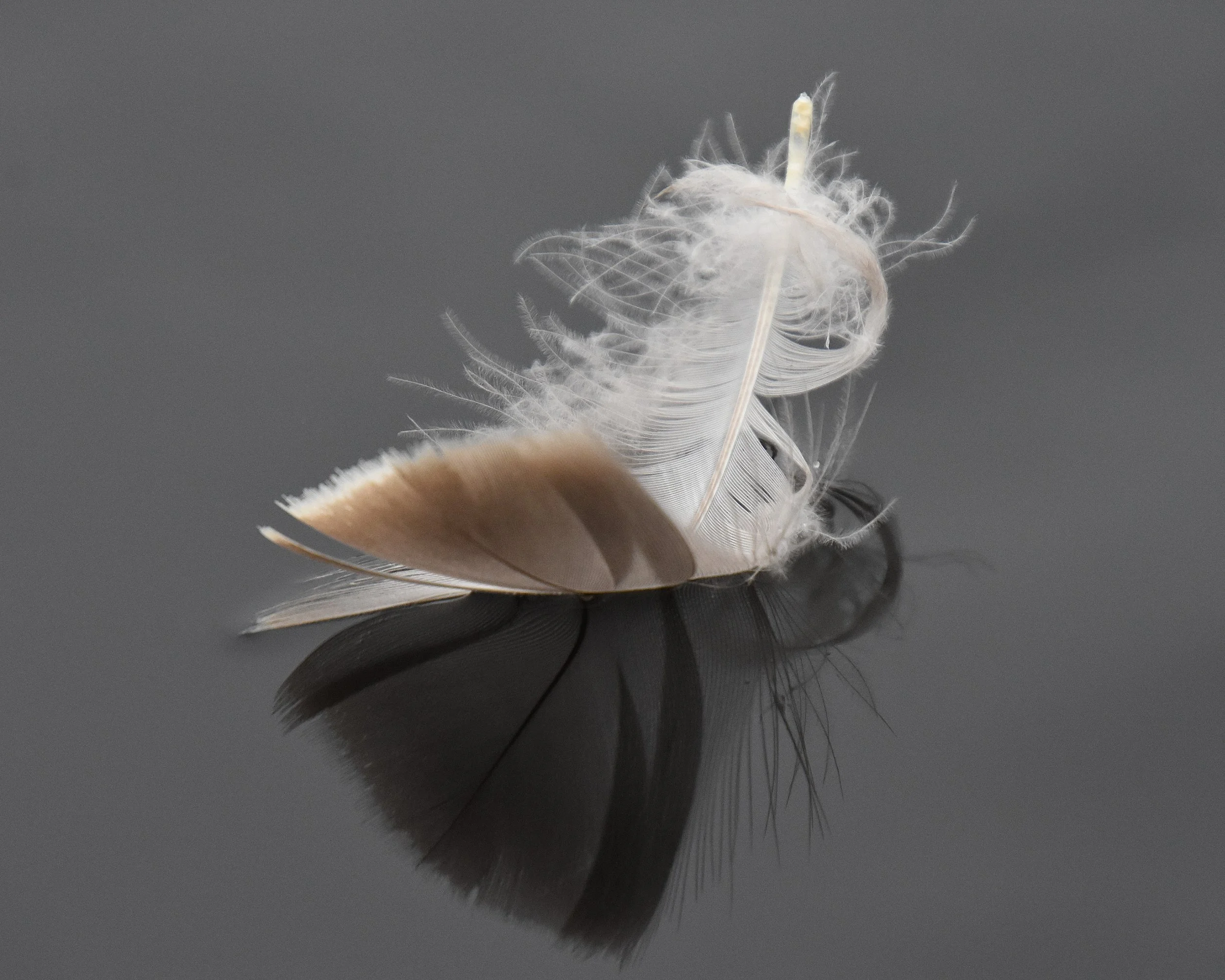 Feather