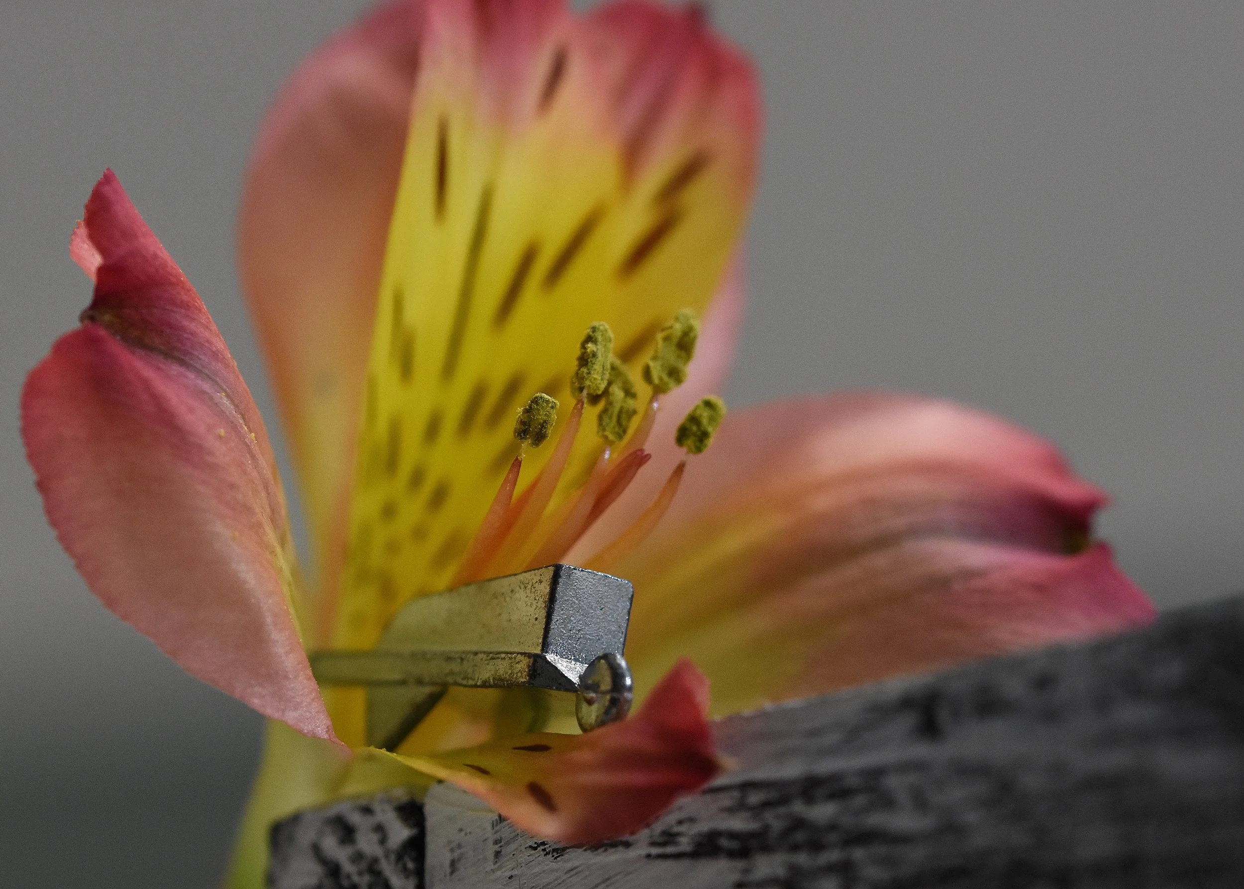 Monopoly - wheelbarrow