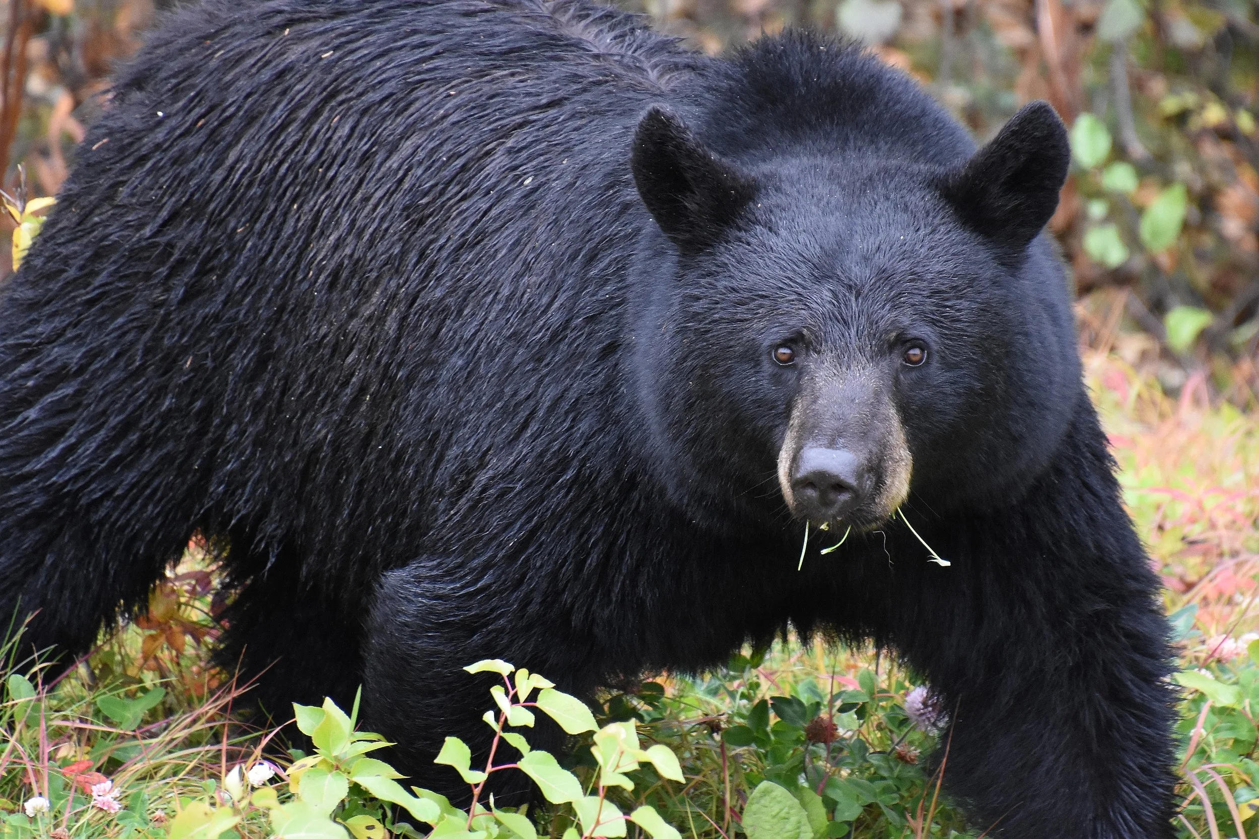 Black Bear