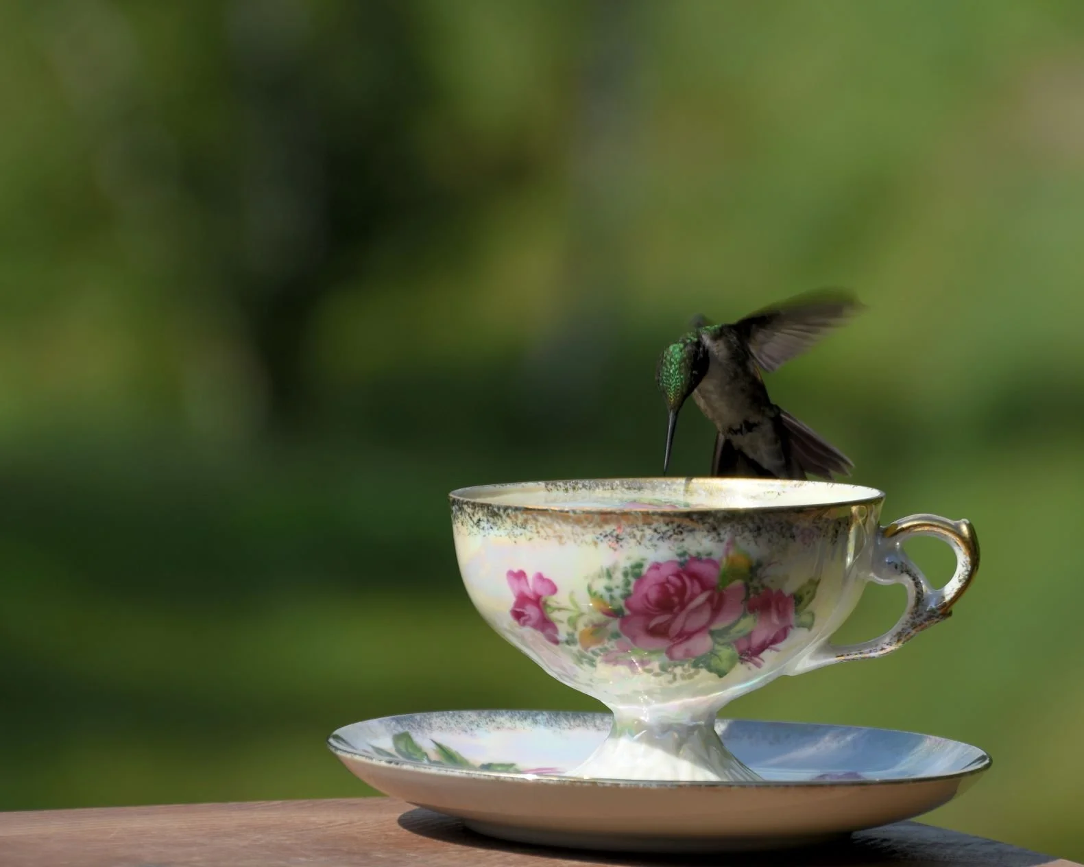 Teacup - Hummingbird