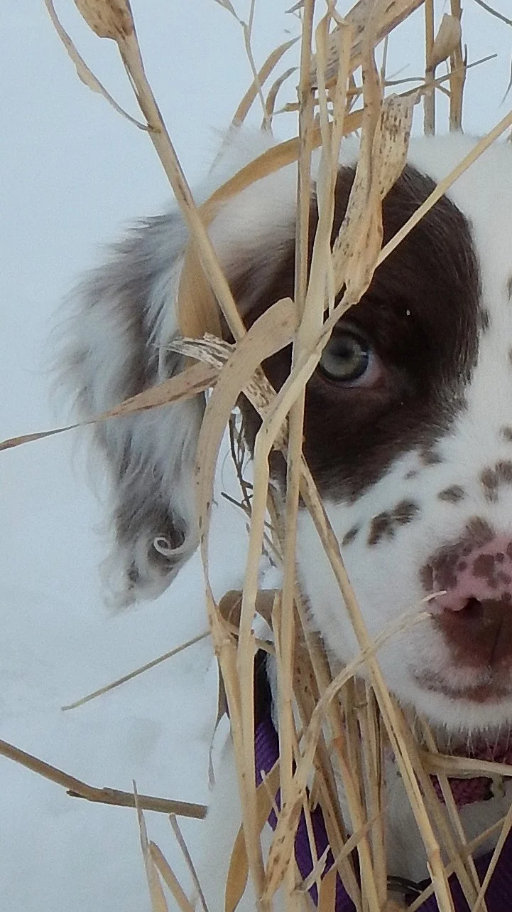Pup