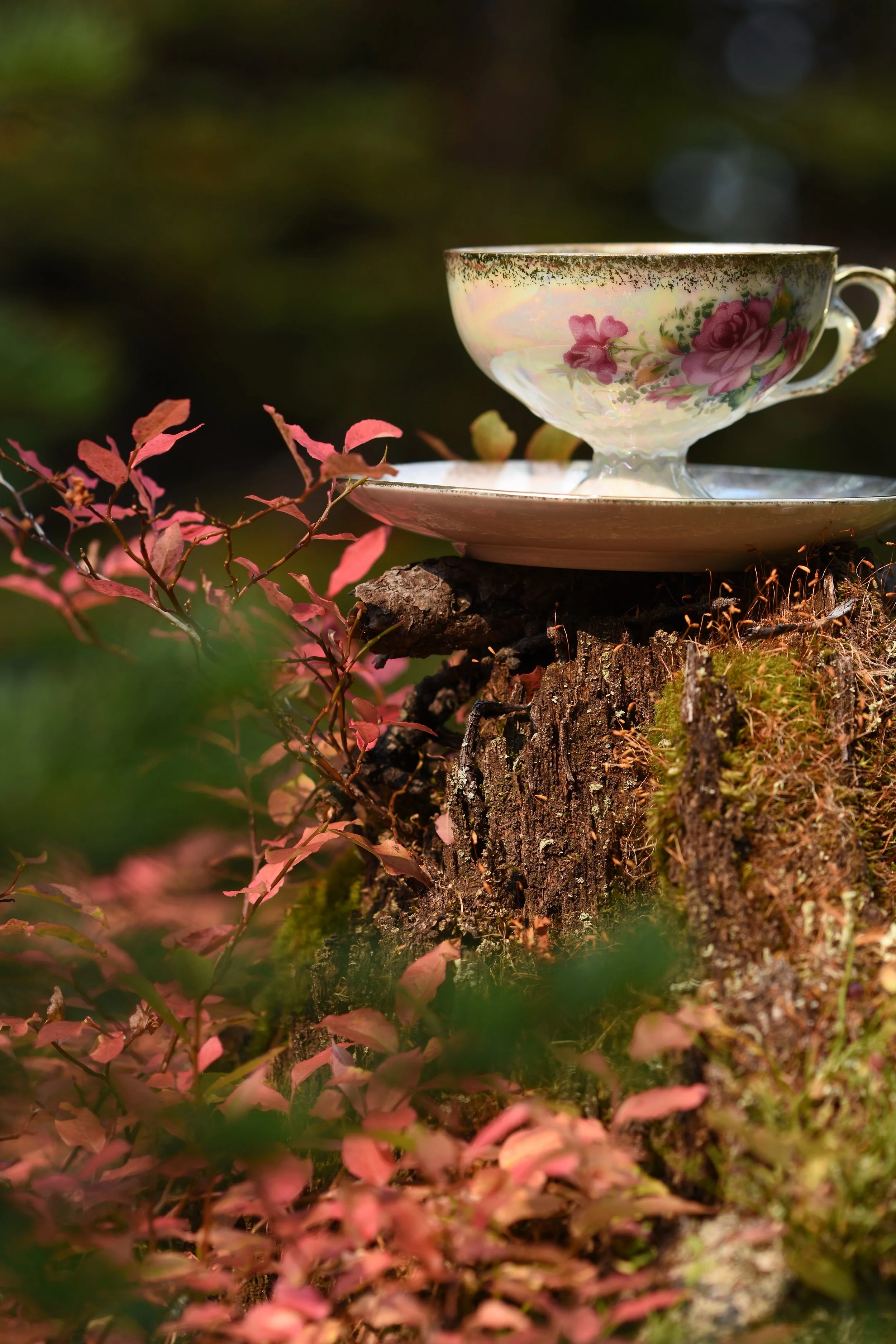 Teacup - Moss
