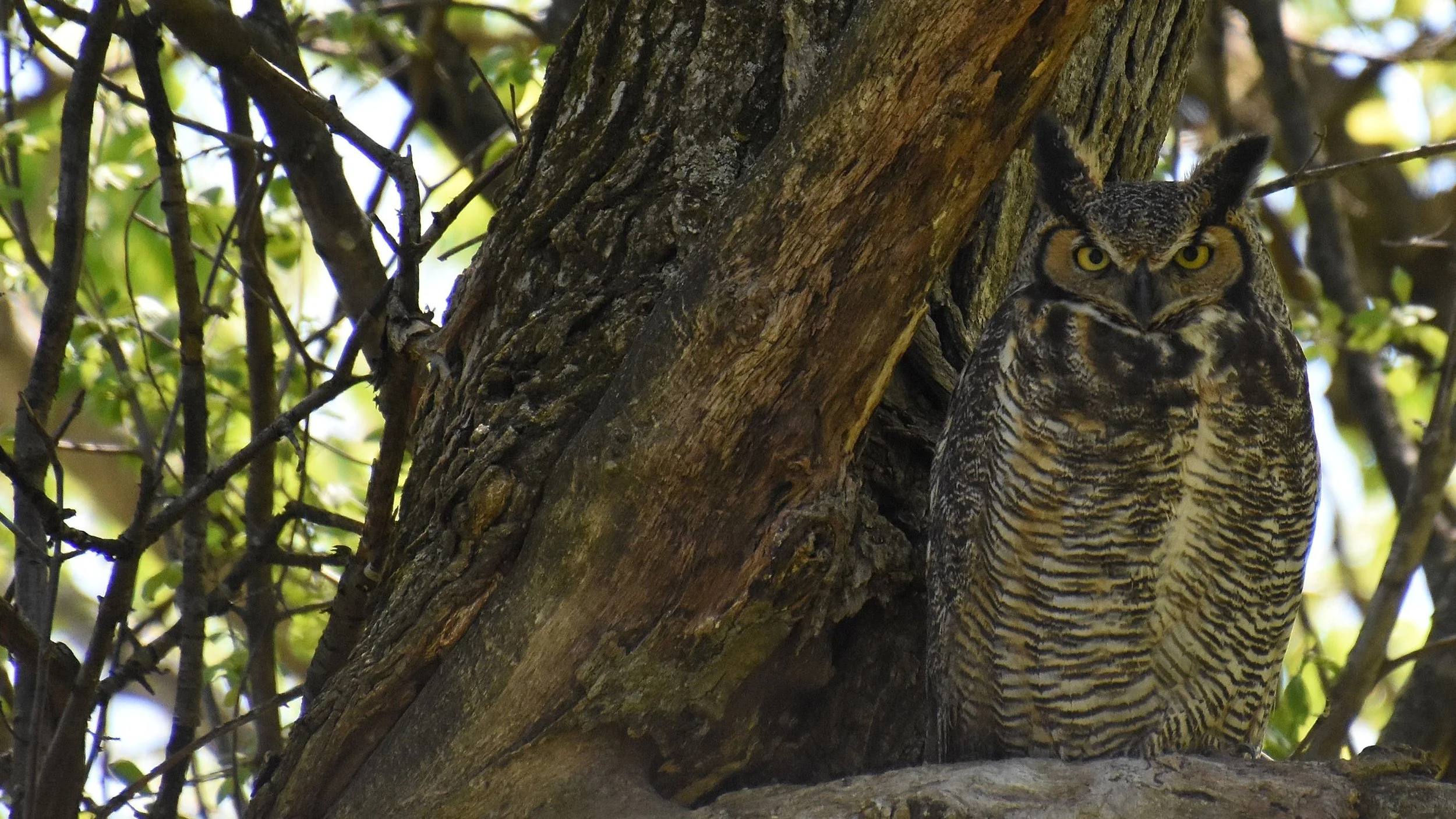 Owl