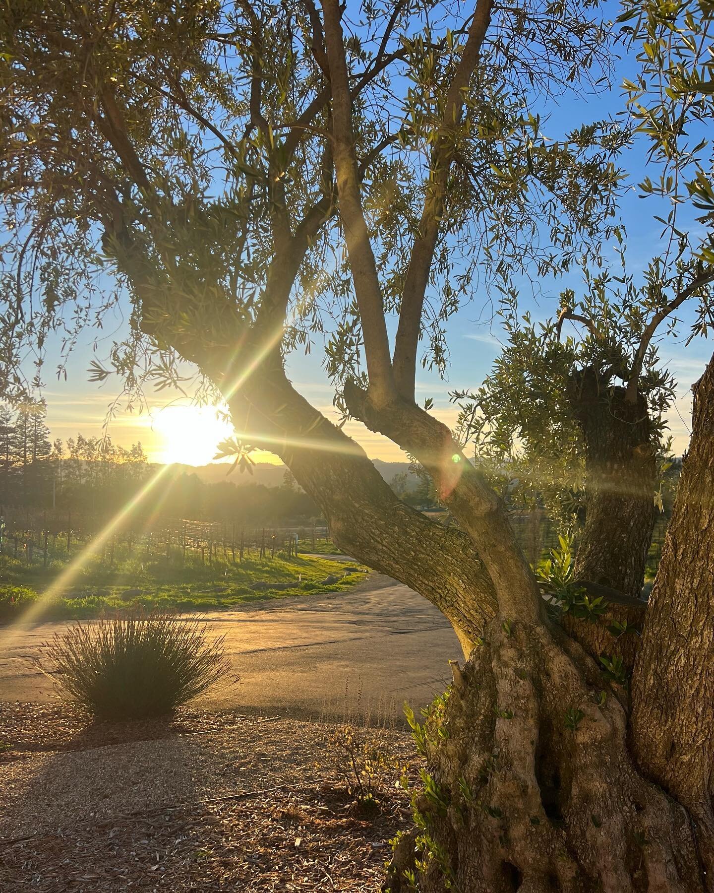 Golden hour in wine country 

#sonomacounty #northbay #winecountry #sonomawinecountry #californiawinecountry #healdsburg #sonomacountyvineyards #winecountrycalifornia #sunset #goldenhour #winetours #teslatour #healdsburgwinetours #winetour #healdsbur