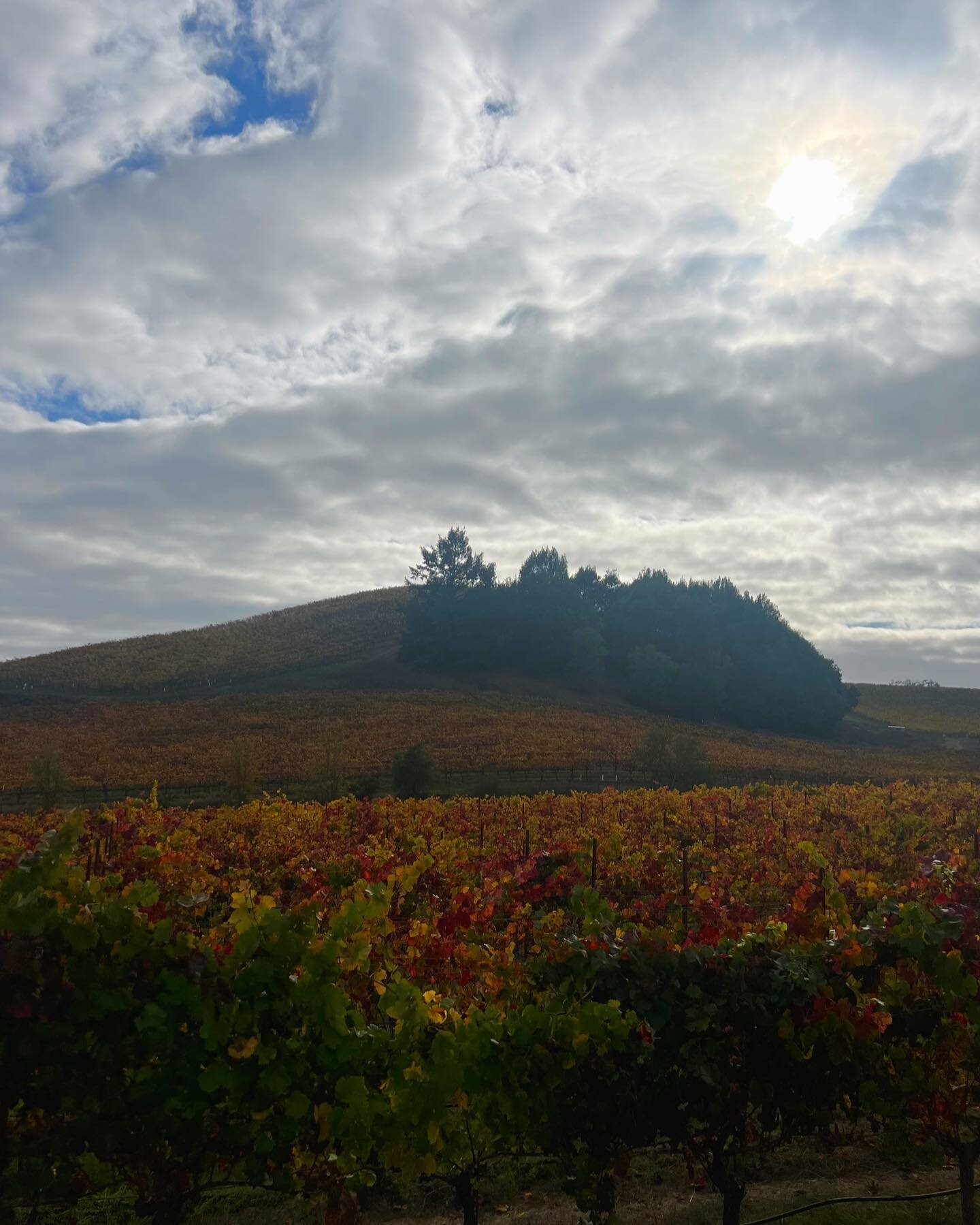 Fall is our favorite color 🍁

#russianrivervalley #sonomacounty #autumninwinecountry #fallinwinecountry #sonomacounty #russianrivervineyards #sonomacountywine #californiawinecountry #californiawinery #californiavineyards #macrostiewinery #teslatour 