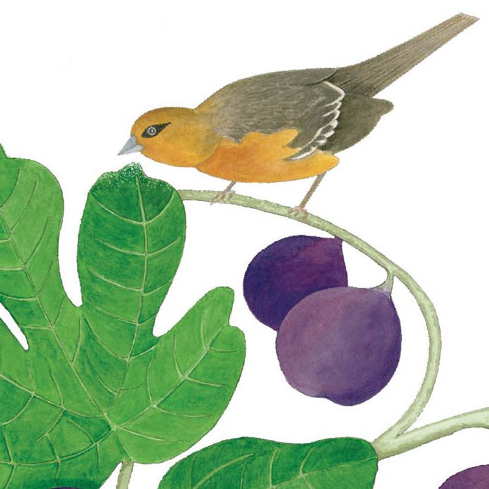 Two Birds With Figs on White .jpg