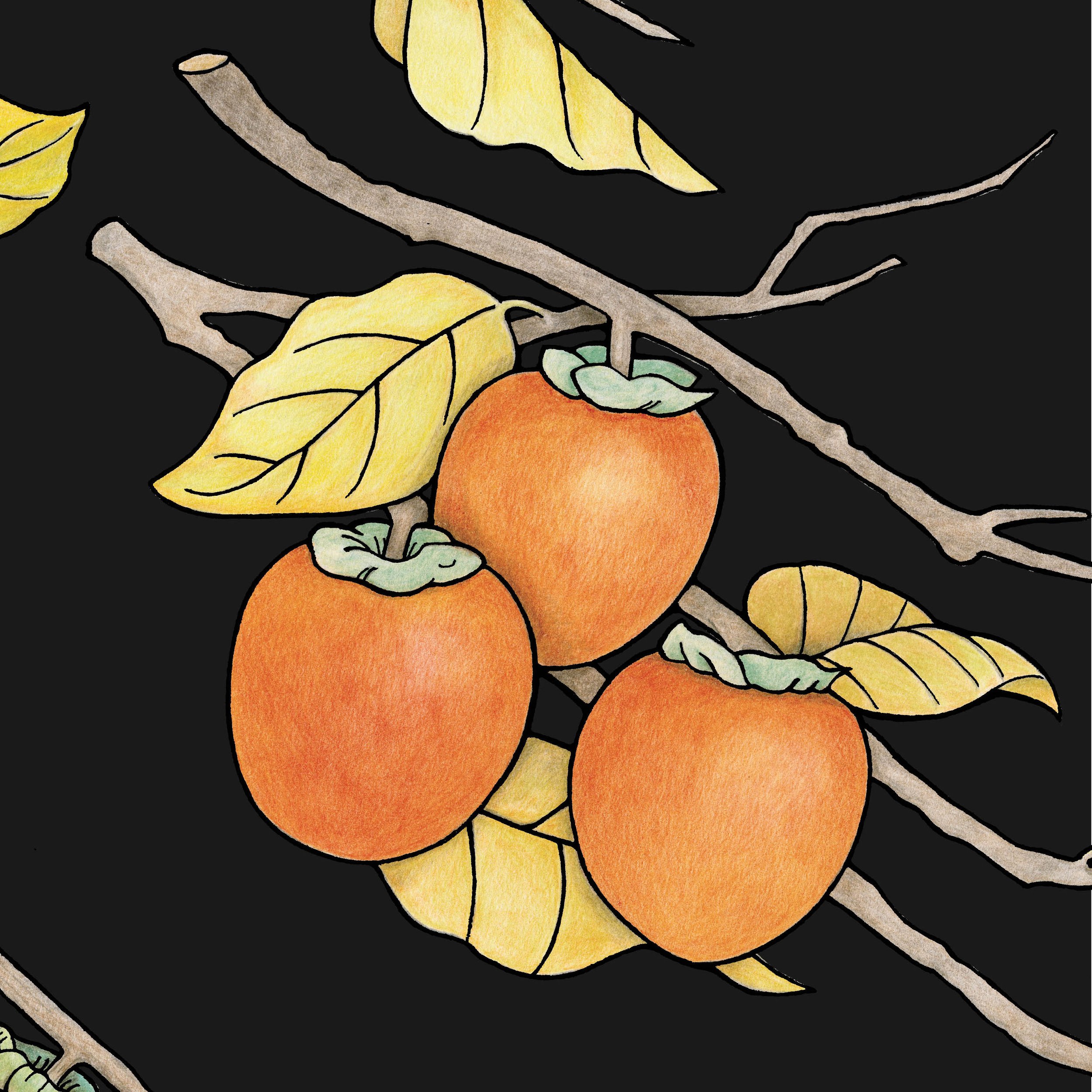 Persimmon on Black for Reis Website.jpg