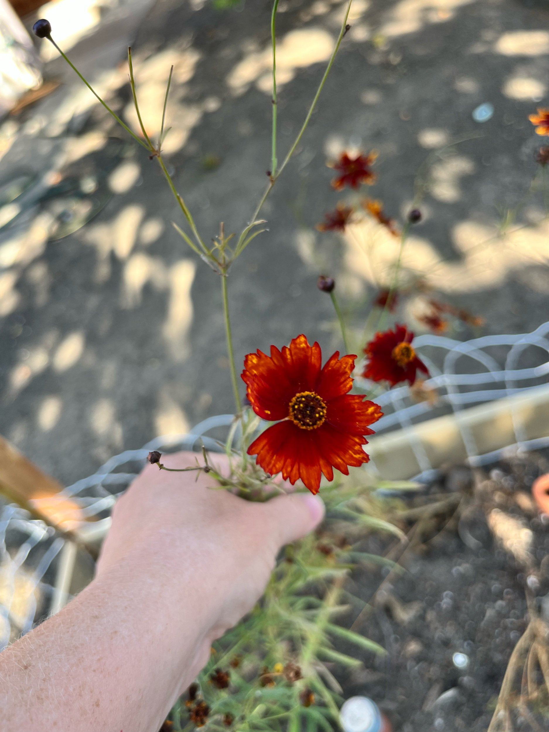 37879069-2454-43DF-B031-4C1F41AFDC4B.jpeg