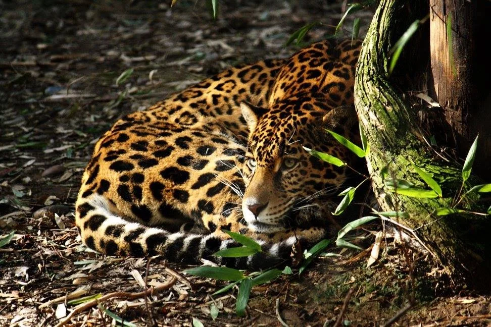 Jaguar.jpg