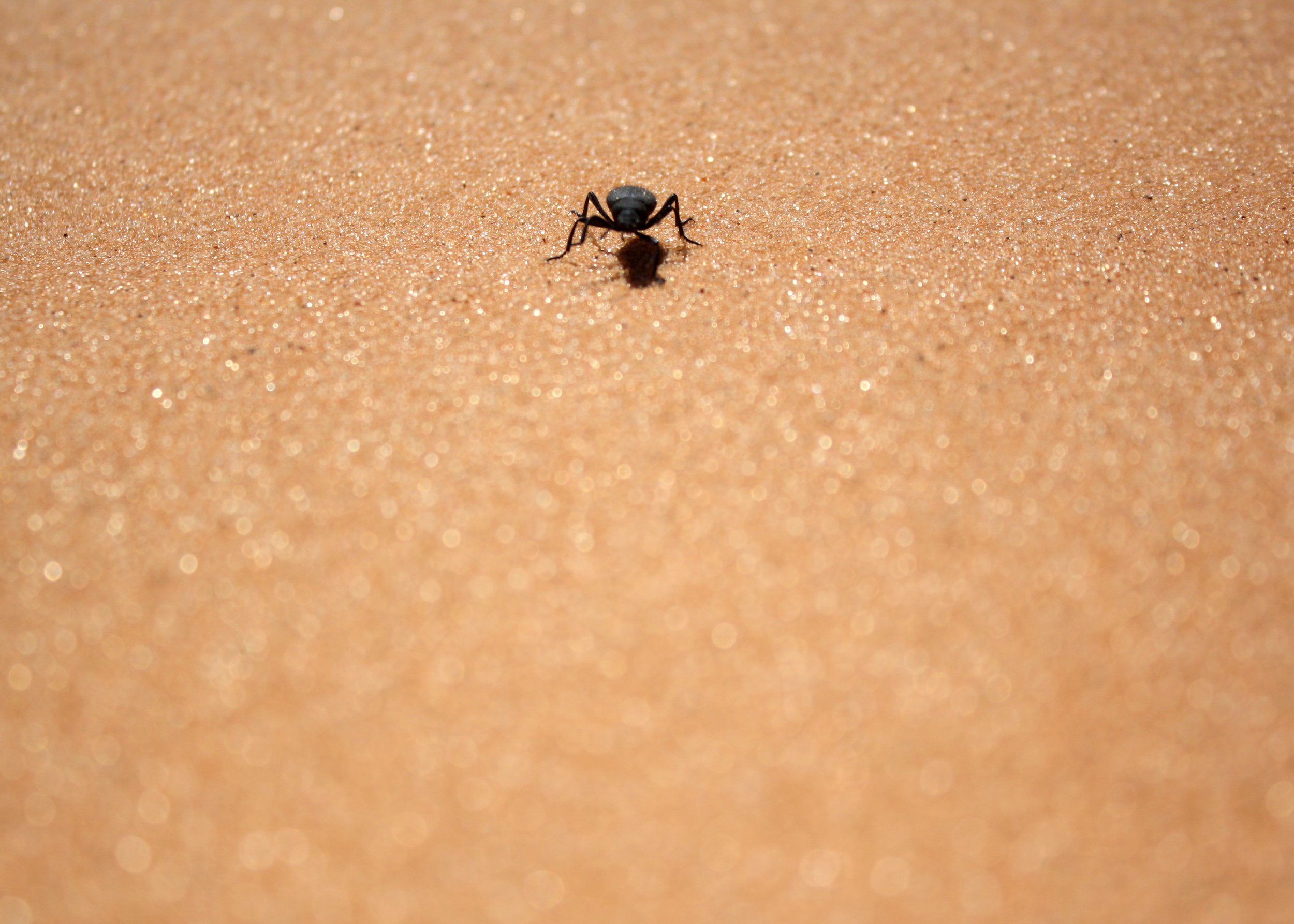 Edit_DesertBeetle.jpg