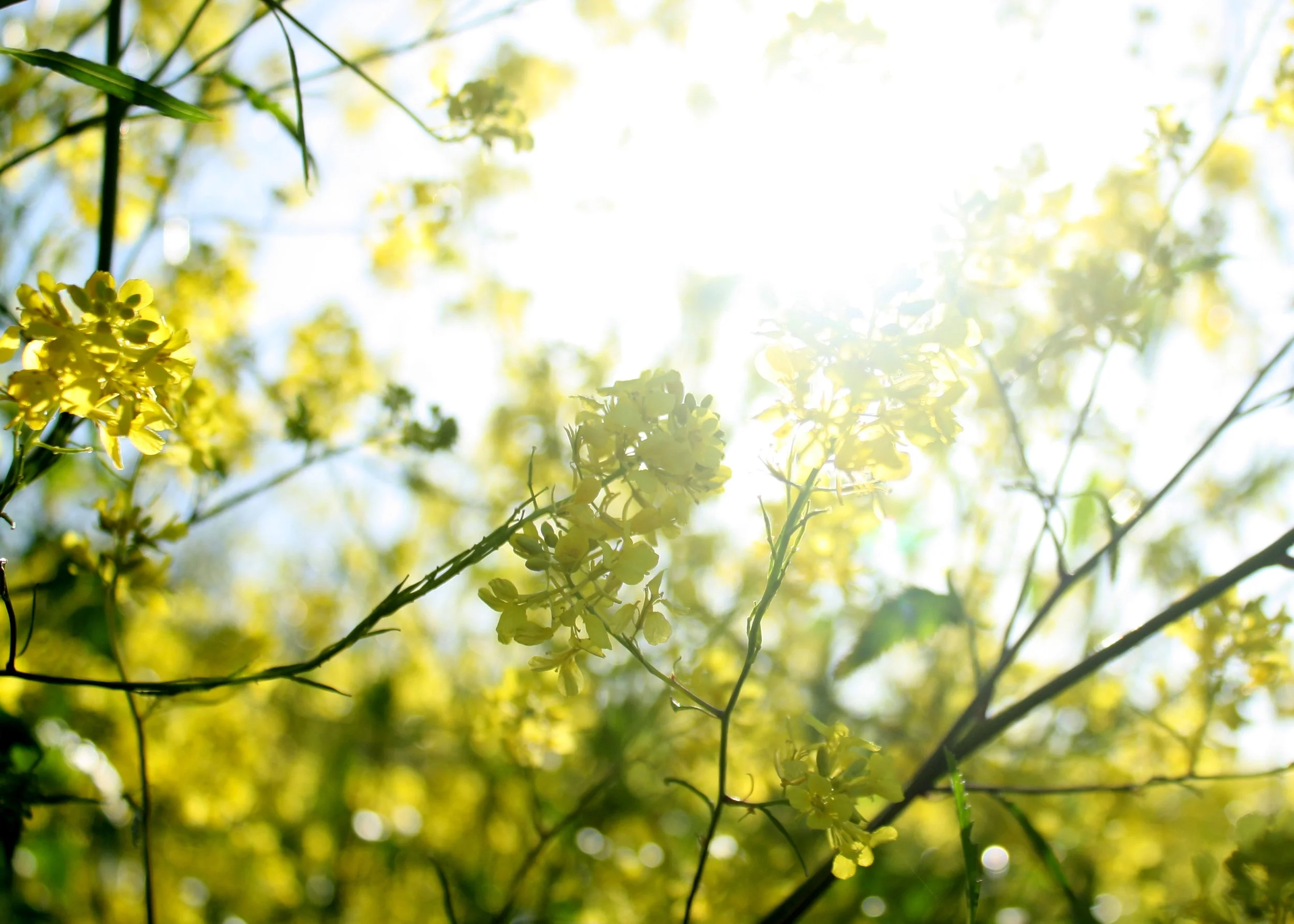 Edit_Light.jpg