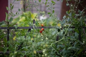 tomatos+(1+of+2).jpeg