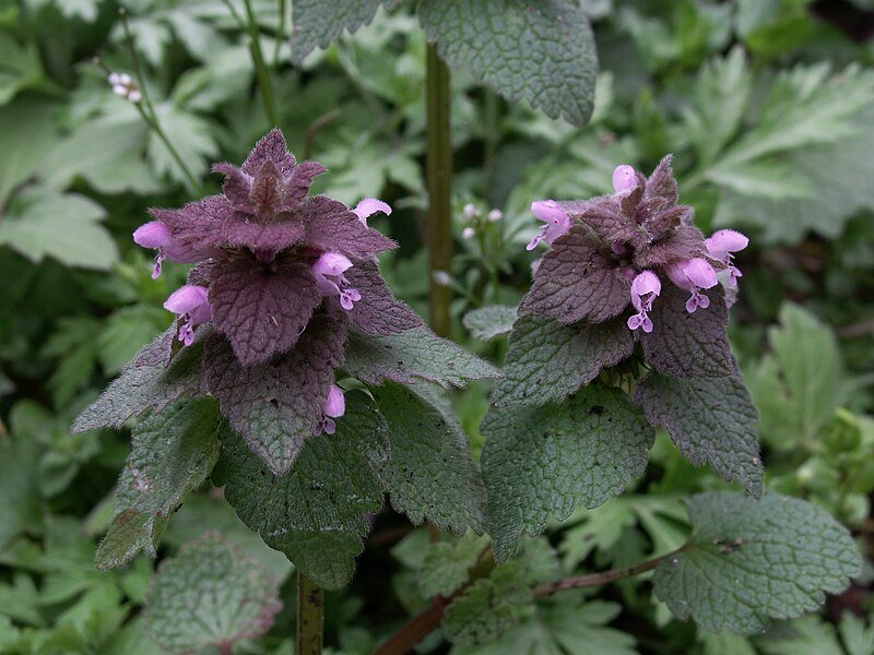 deadnettle.jpg